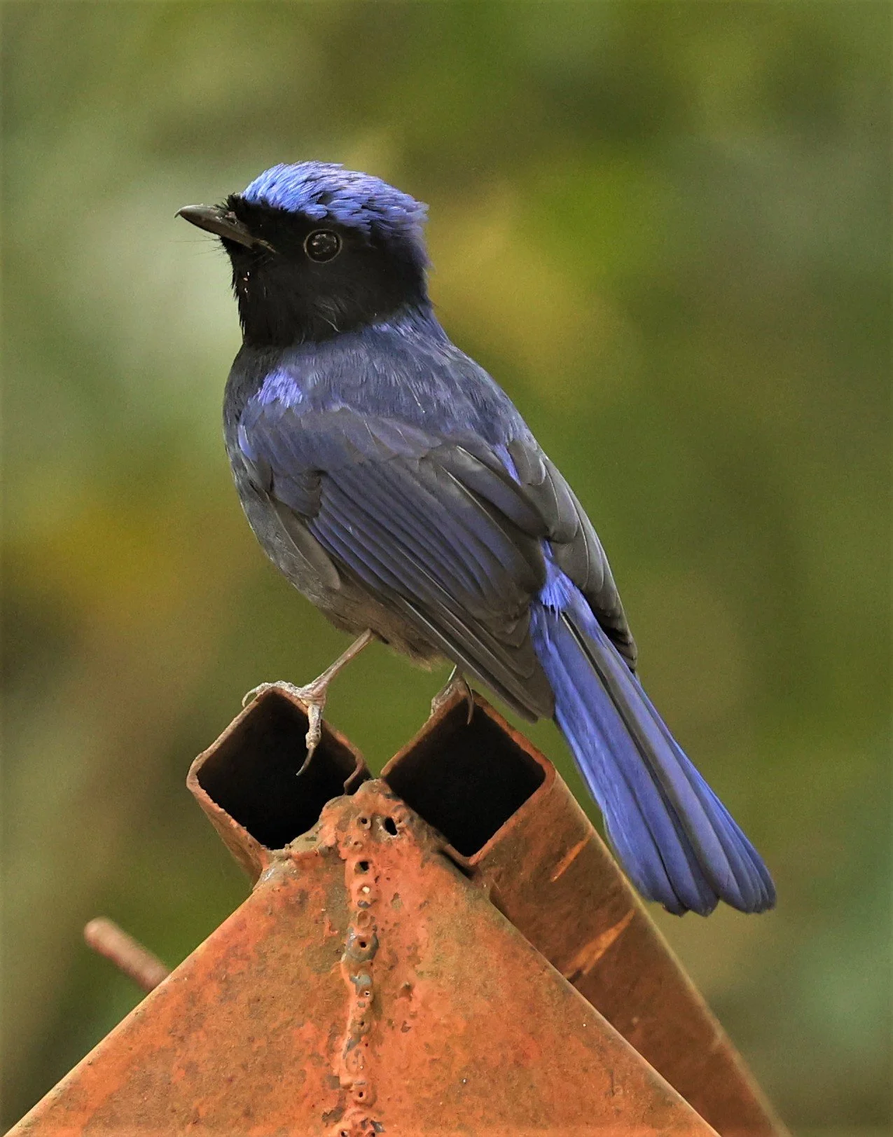 NILTAVA - SMALL NILTAVA - Niltava macgrigoriae - DOI ANG KHANG CHIANG MAI (32).jpg