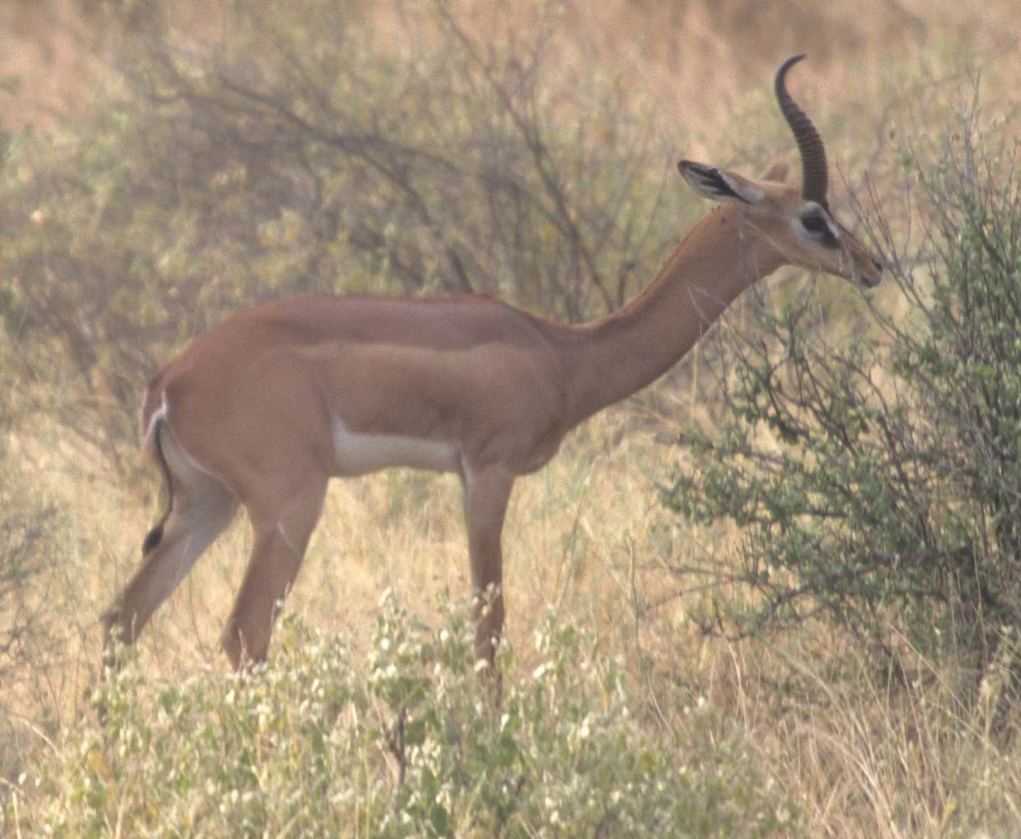 BOVID - GERENUK - SHABA (7).jpg