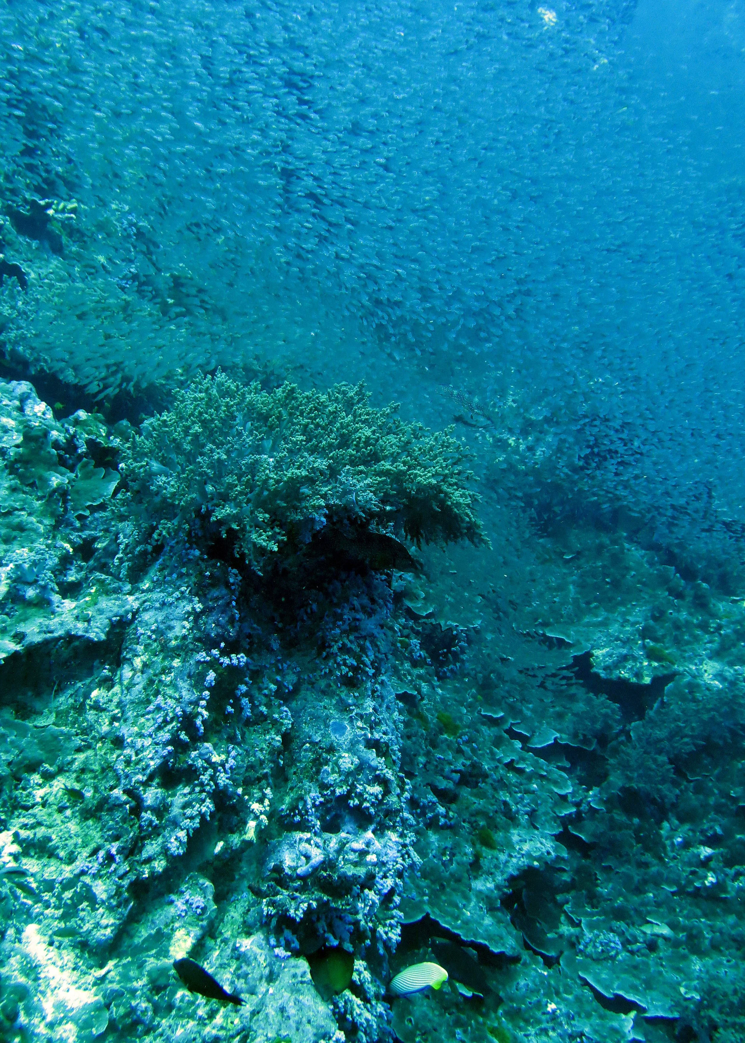 2014 Similan Islands Marine Park Thailand ISB Dive Trip (33).JPG