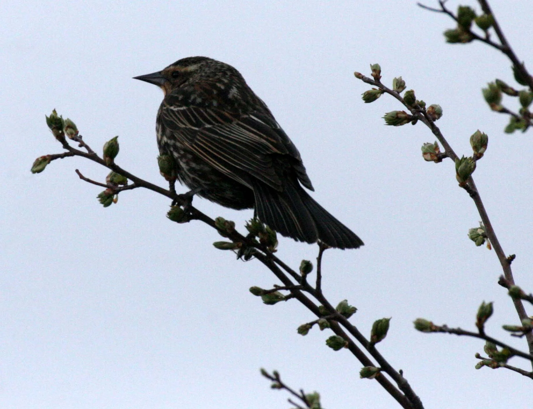 Red-winged Blackbird (Agelaius phoeniceus) Jamestown Olympic Peninsula Washington (23).JPG