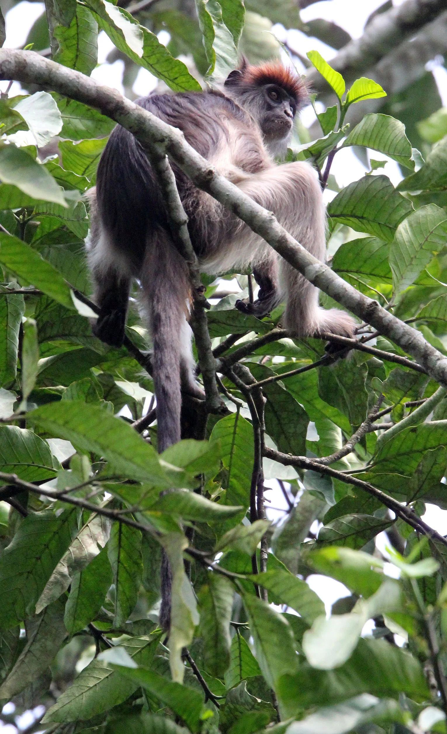 CERCOPITHECIDAE - Piliocolobus tephrosceles - ASHY RED COLOBUS - KIBALE NATIONAL PARK UGANDA BIGODI SWAMP (416).JPG