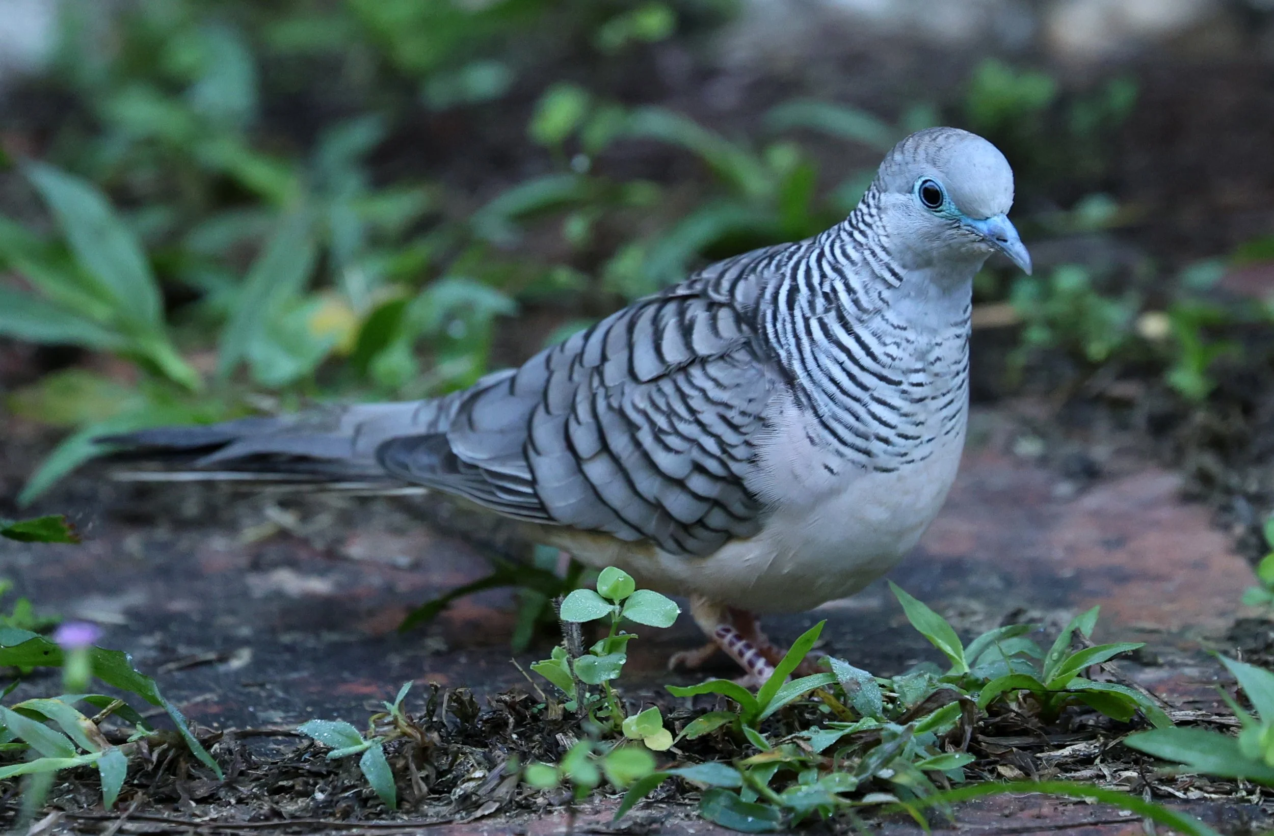 Zebra Dove (Geopelia striata) Private Residence near Crater Lakes NP - Queensland (2).jpg