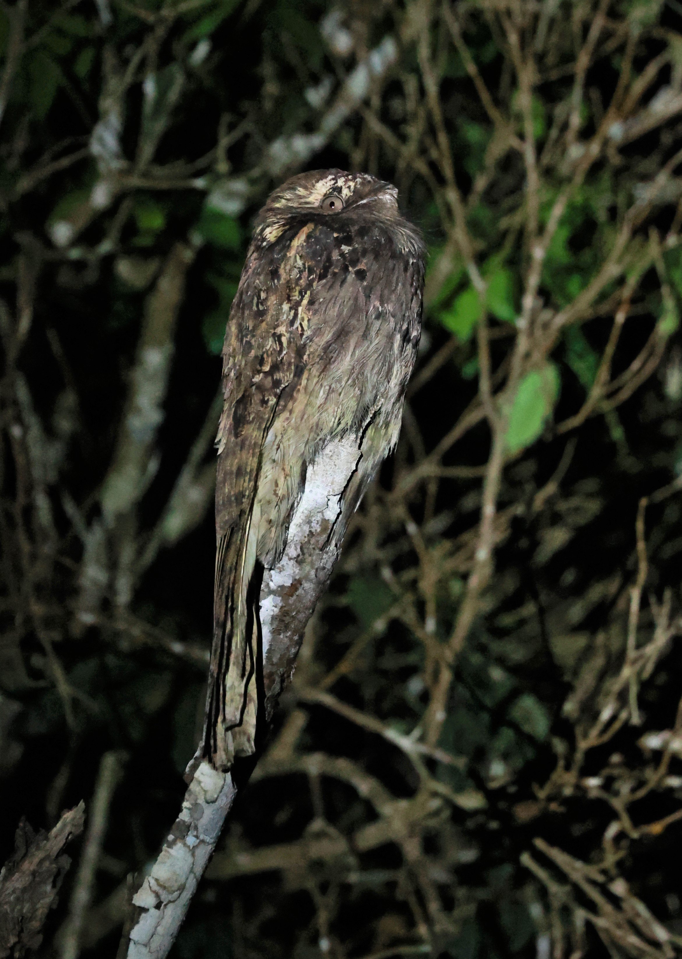 Potoo - Common Potoo - Nyctibius griseus - Augusto Ruschi Biological Reserve, Santa Teresa, Brazil (19).jpg