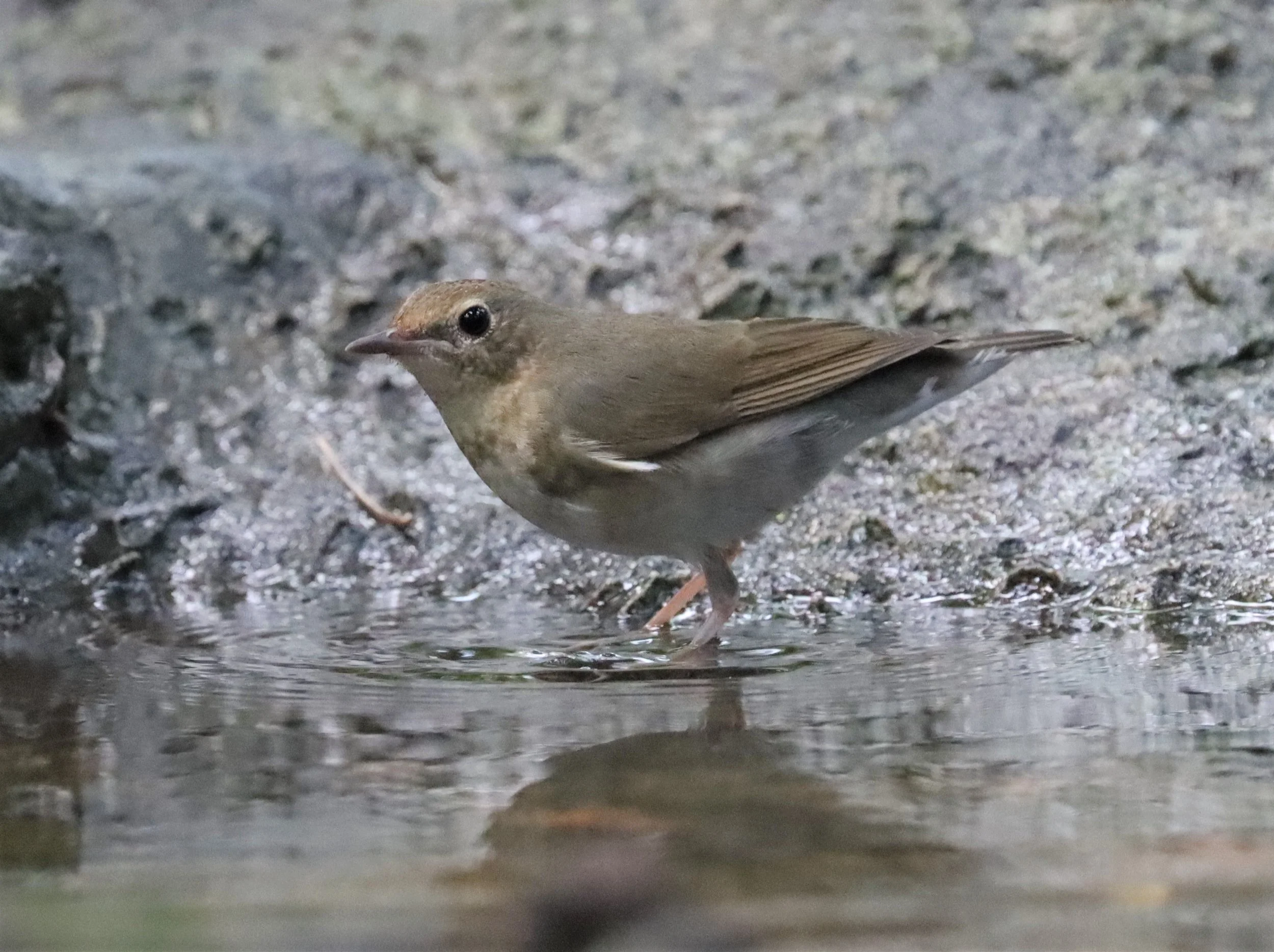 ROBIN - SIBERIAN BLUE ROBIN - Luscinia cyane - WAT THAM PRATHUN CHONBURI (11).jpg