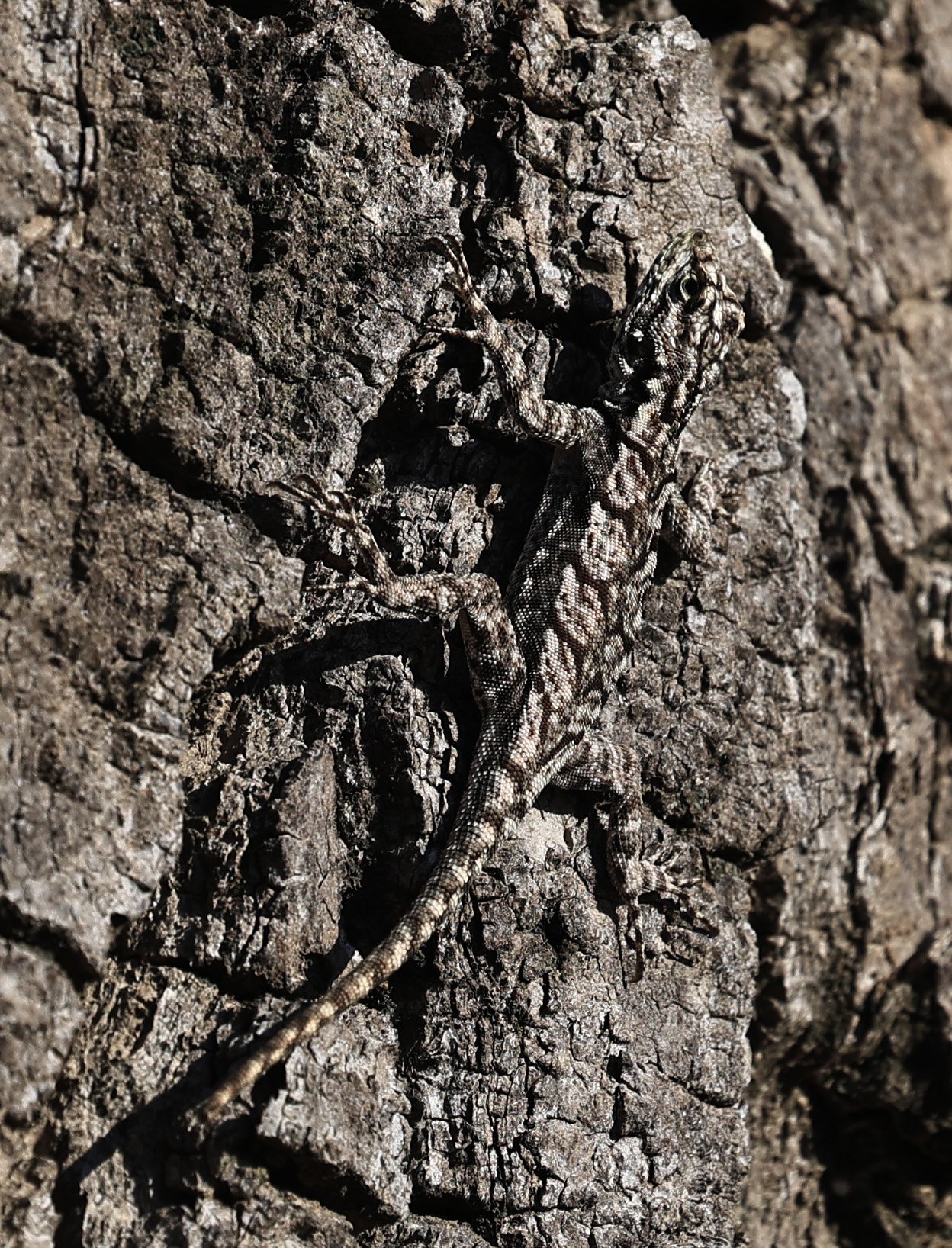 Spiny Lava Lizard (Tropidurus spinulosus) Fortin Toledo Paraguay (4).jpg