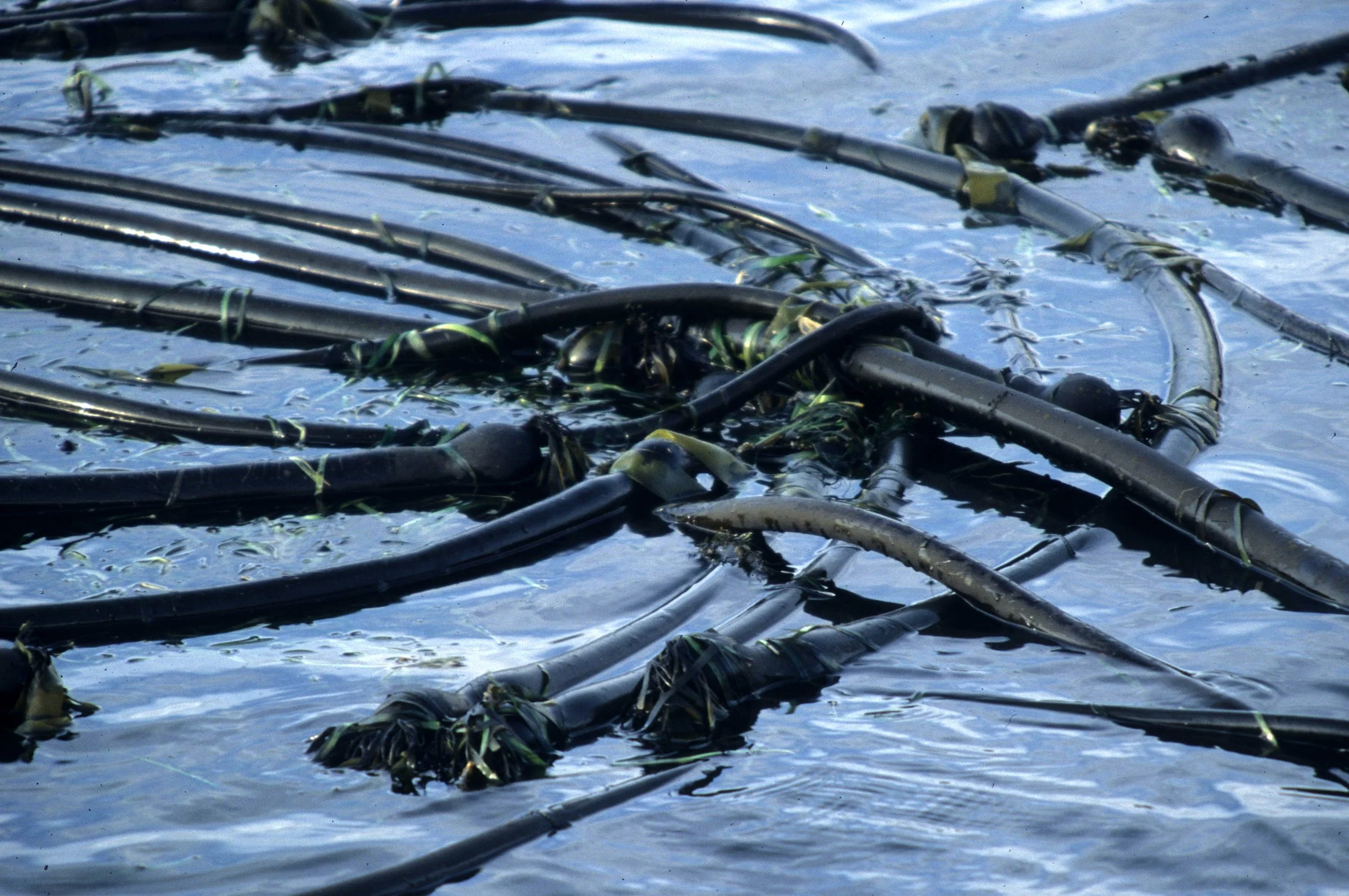 CALIFORNIA - BODEGA BAY - MARINE ALGAE (2).jpg
