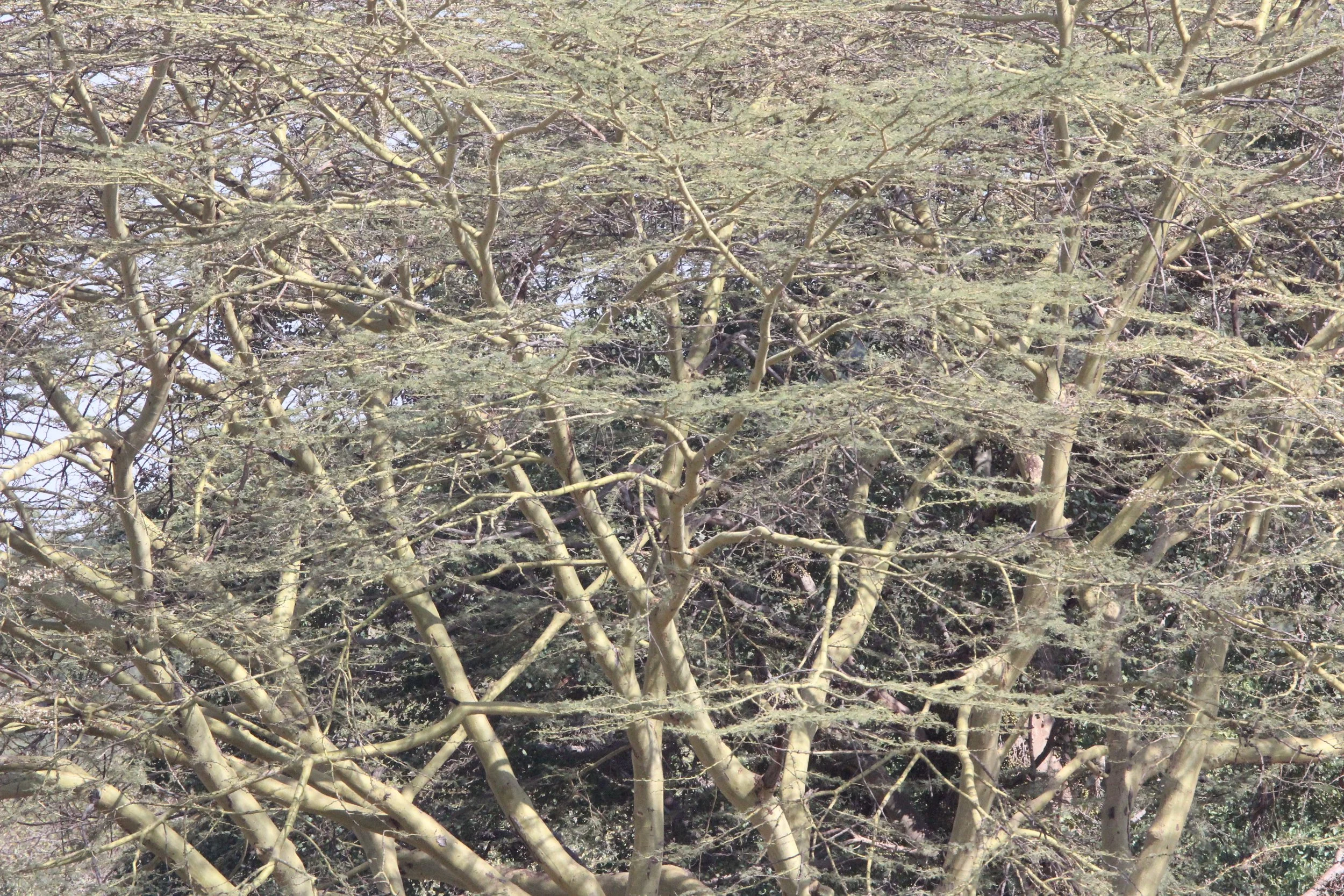 MASAI MARA NATIONAL PARK KENYA (236).JPG