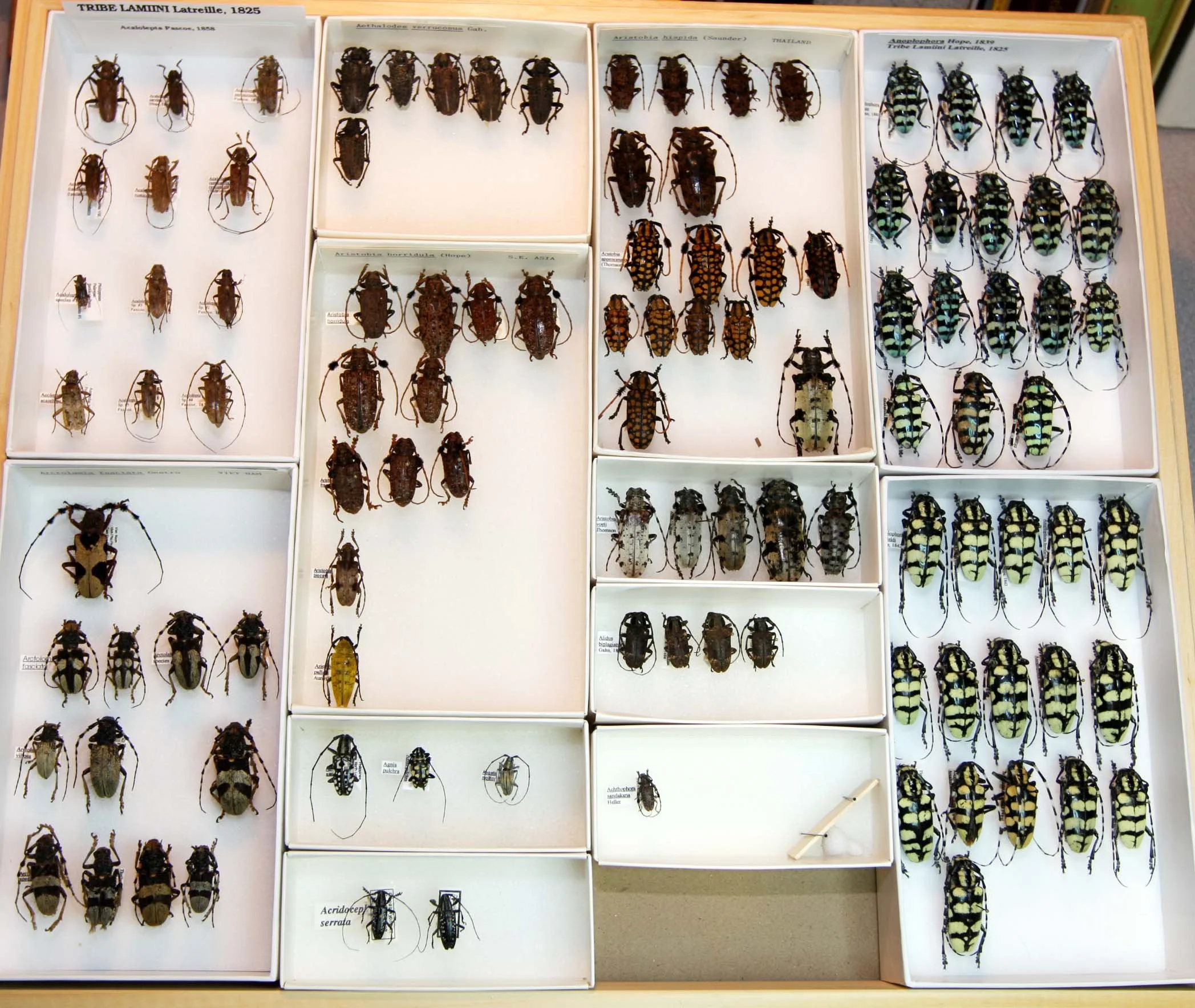 16 Lamiinae - Lamiini - Anoplophora.JPG