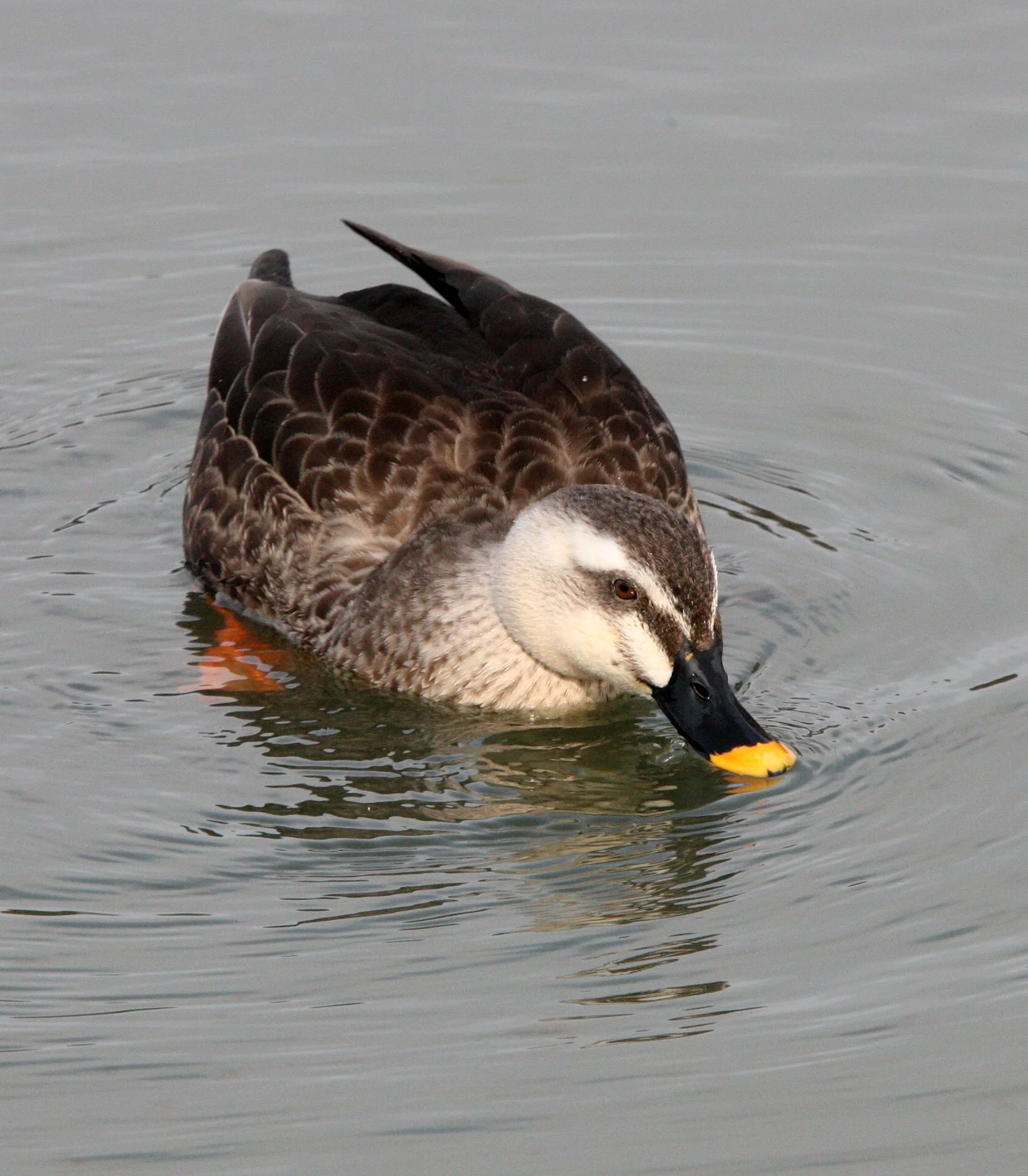 DUCK - EASTERN SPOT-BILLED DUCK - Anas zonorhyncha - MATSUMOTO JAPAN (19).JPG