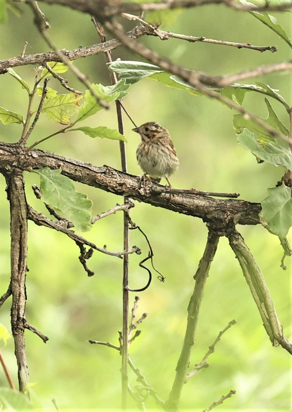 Lincoln's Sparrow (Melospiza lincolnii) Lincoln Marsh Wheaton Illinois (4).jpg
