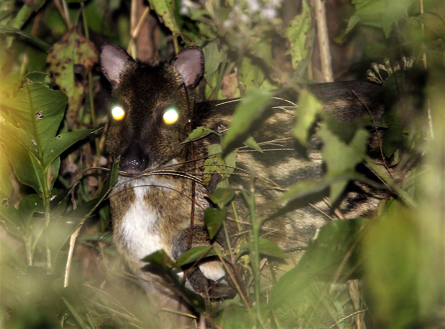 Moschiola indica - INDIAN SPOTTED CHEVROTAIN - THOLPETTY RESERVE WAYANAD KERALA INDIA a.jpg