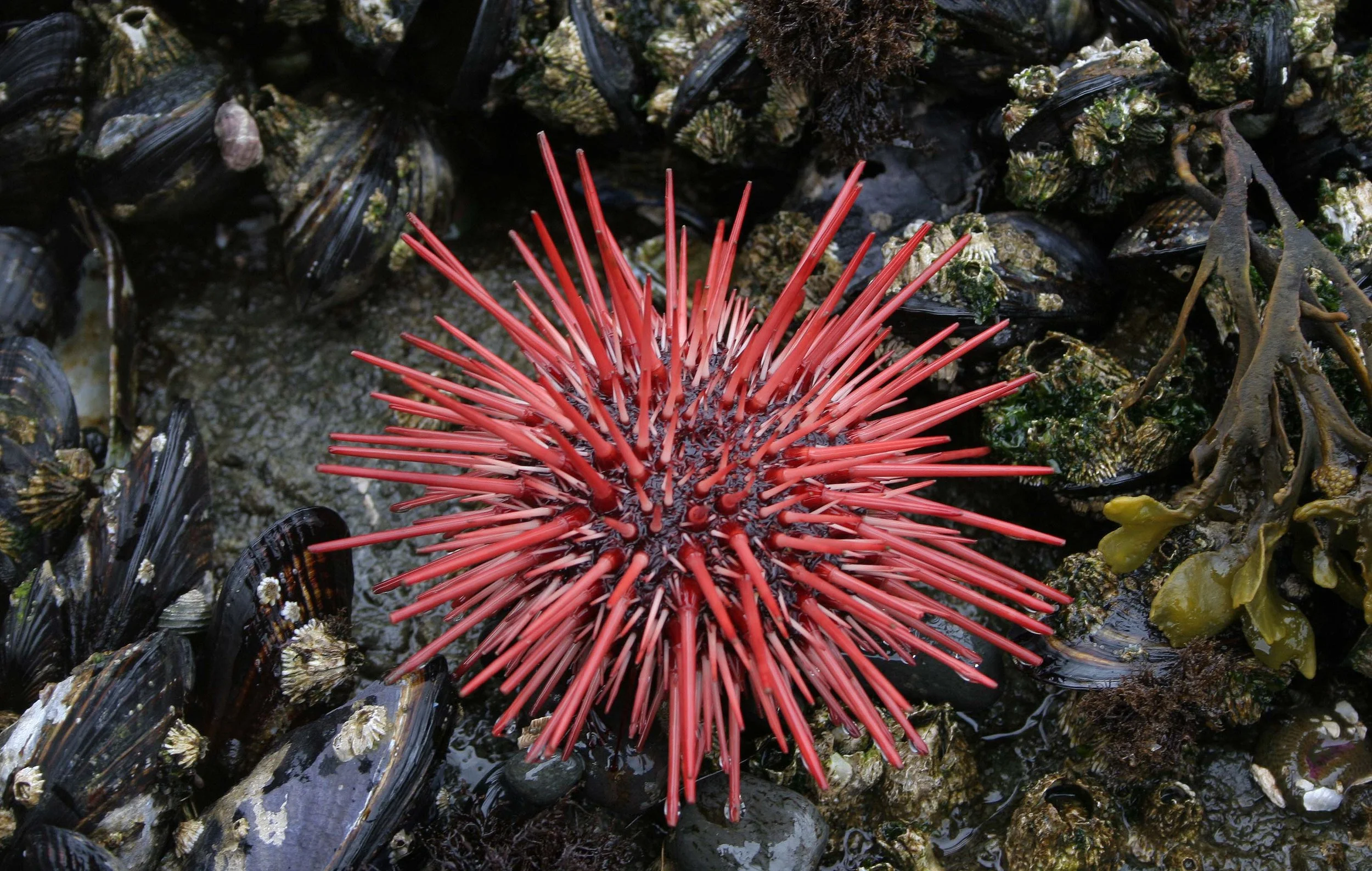 INVERTS - INTERTIDAL - ECHINODERM - URCHIN - RED (4).jpg