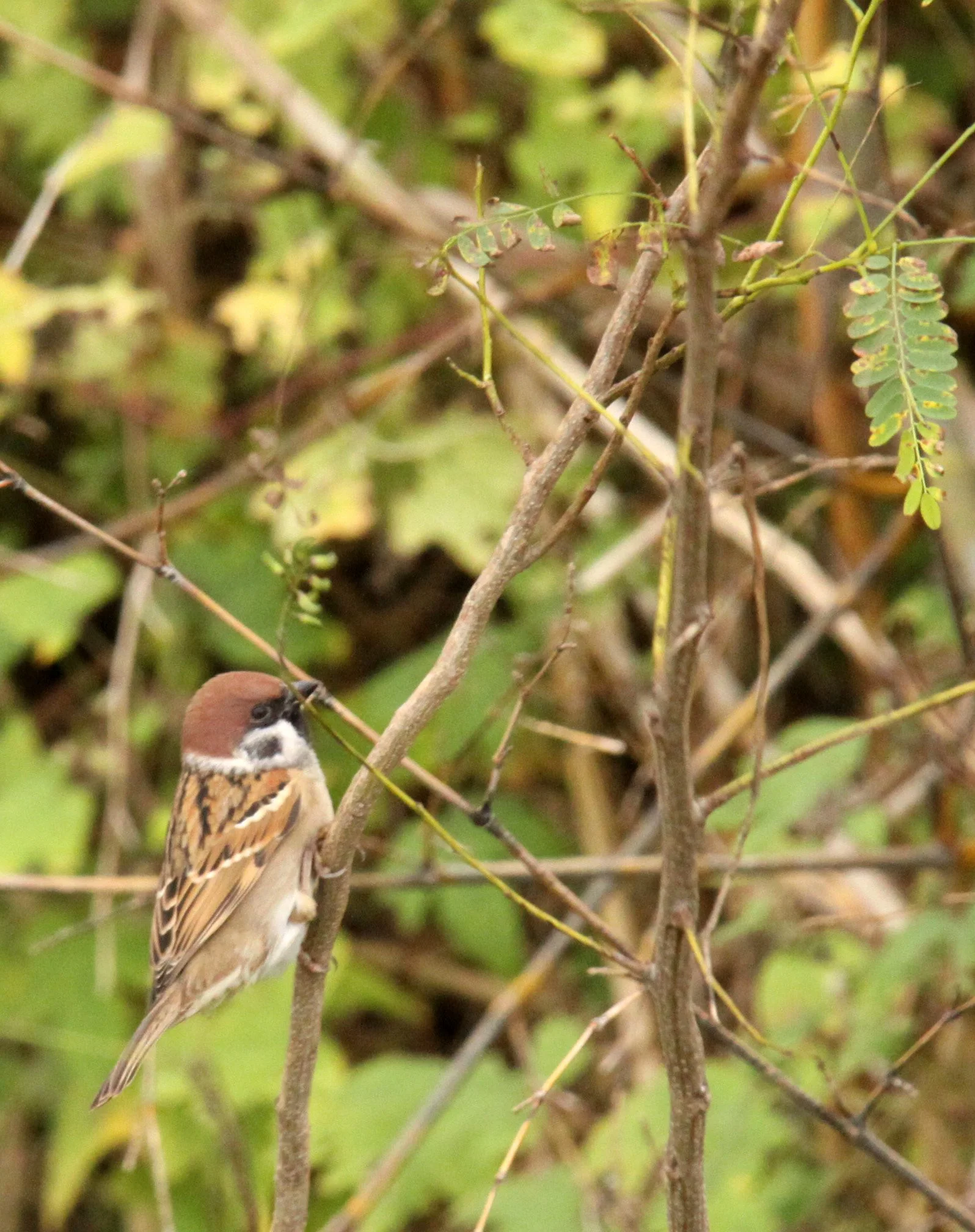 CHONGMING ISLAND DONGTAN WETLANDS RESERVE FIELD TRIP 2011 (36).JPG