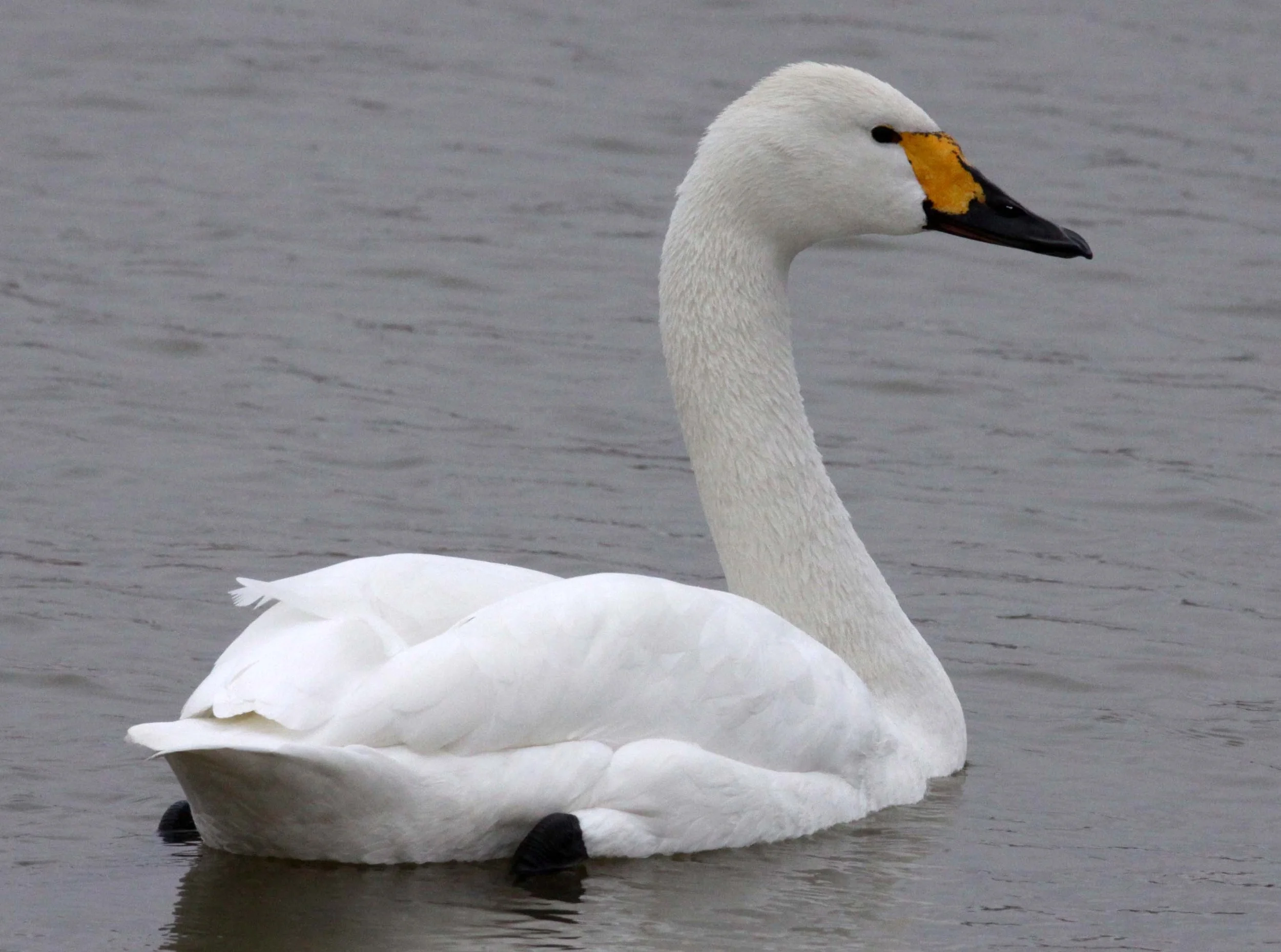 SWAN - TUNDRA SWAN - Cygnus columbianus - YANCHENG CHINA (7).JPG
