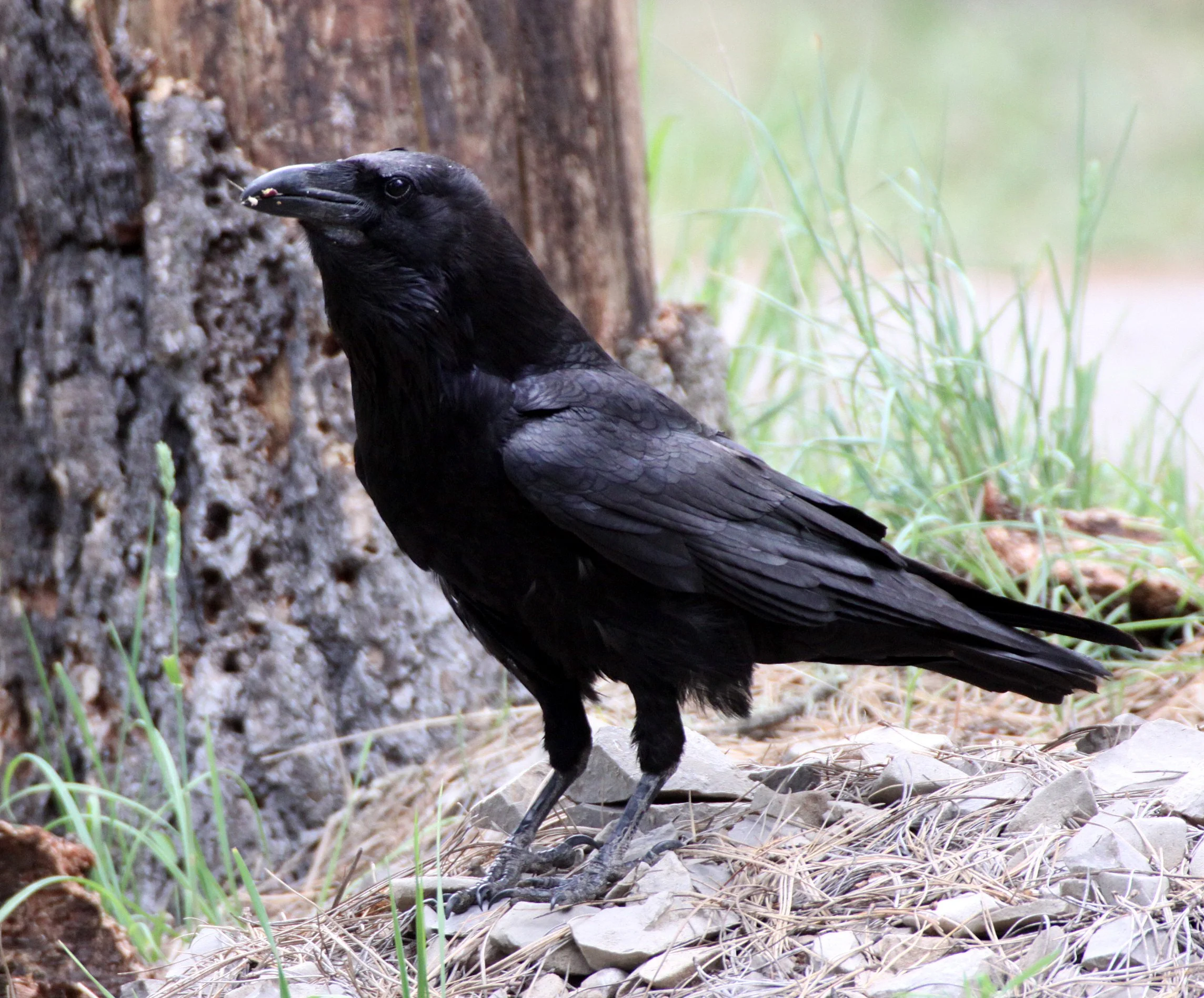 Chihuahuan Raven (Corvus cryptoleucus) New Mexico