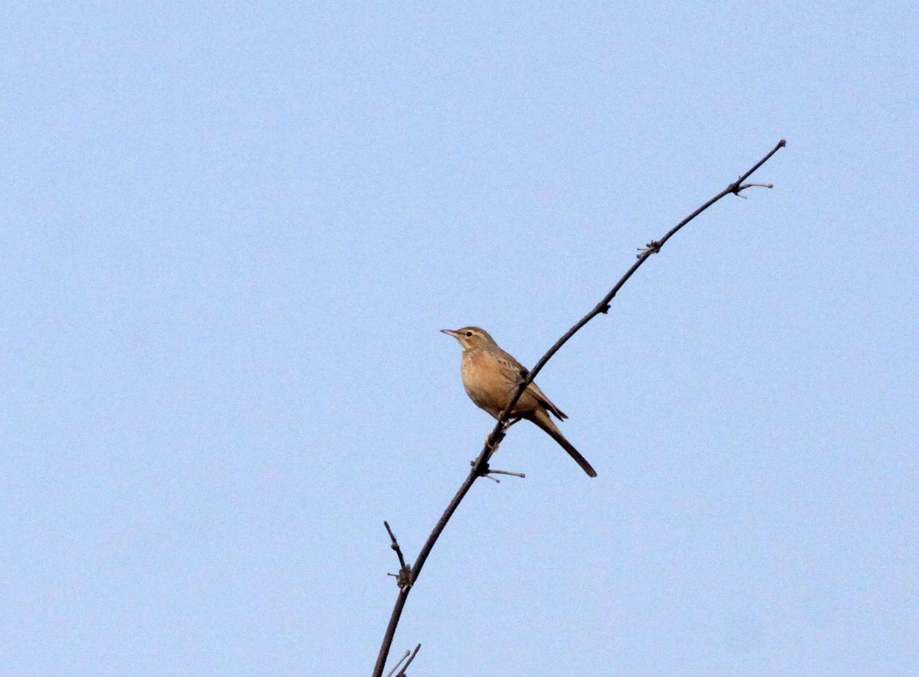 Tawny Pipit (Anthus campestris) BANDHAVGAR NATIONAL PARK INDIA (1).JPG