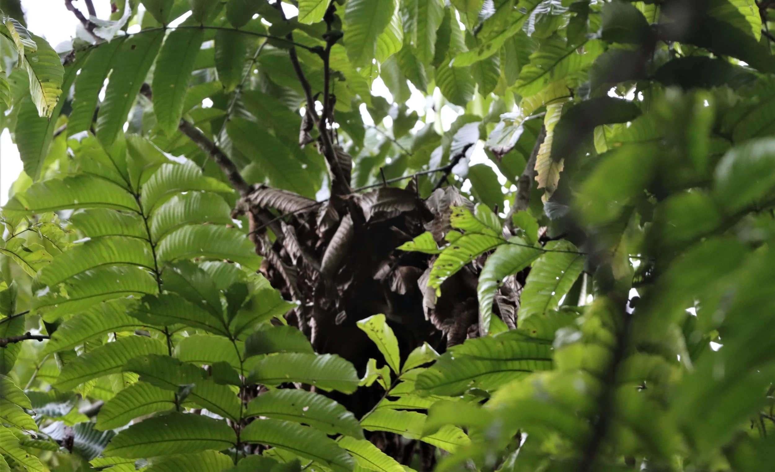 SHAMA - WHITE-RUMPED SHAMA - Copsychus malabaricus - KHAO LUANG NP NEST.jpg
