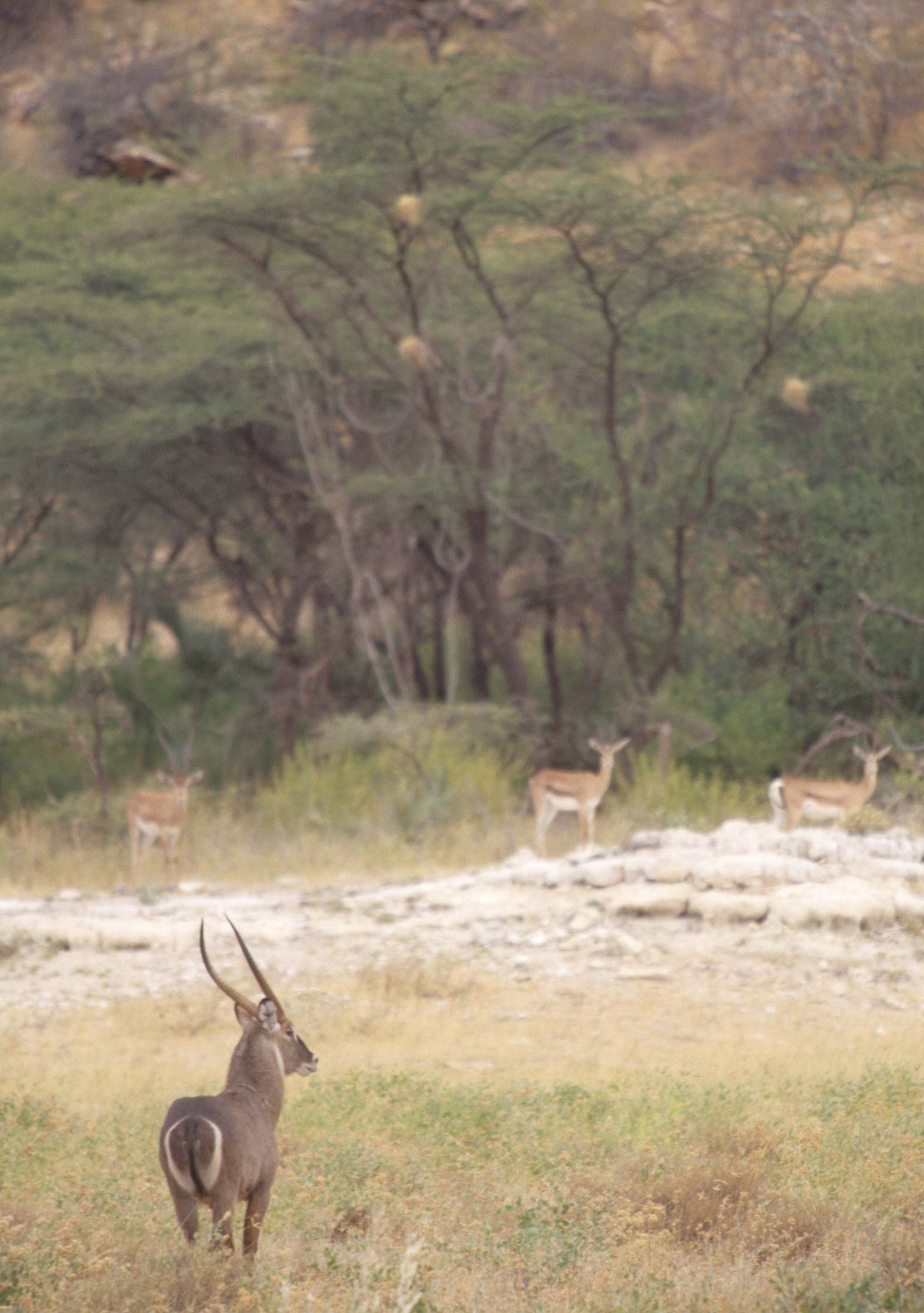 BOVID - WATERBUCK - DEFASSA - SHABA.jpg