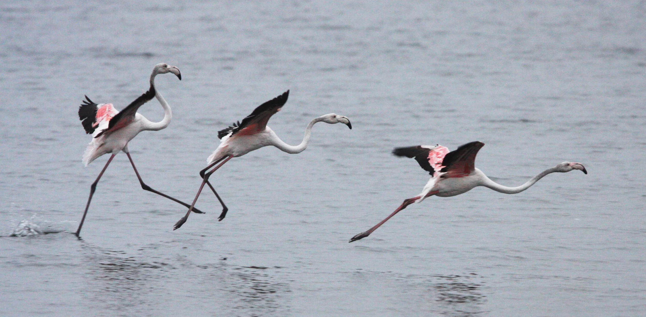 Phoenicopterus roseus - Greater Flamingo - Walvis Bay Namibia (49).JPG