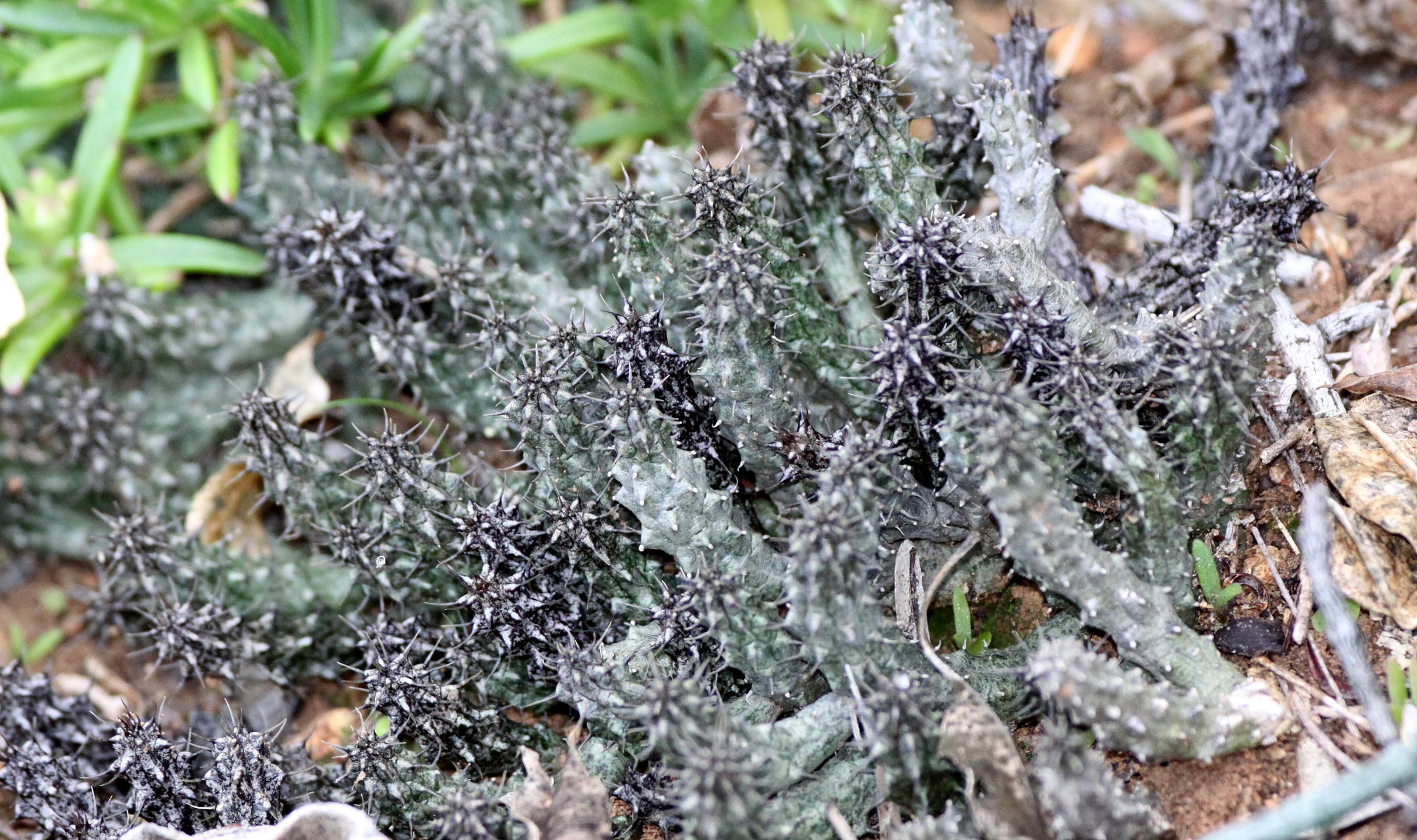 PLANT - EUPHORBIA DURANII - ANDOHAHELA NATIONAL PARK MADAGASCAR.JPG
