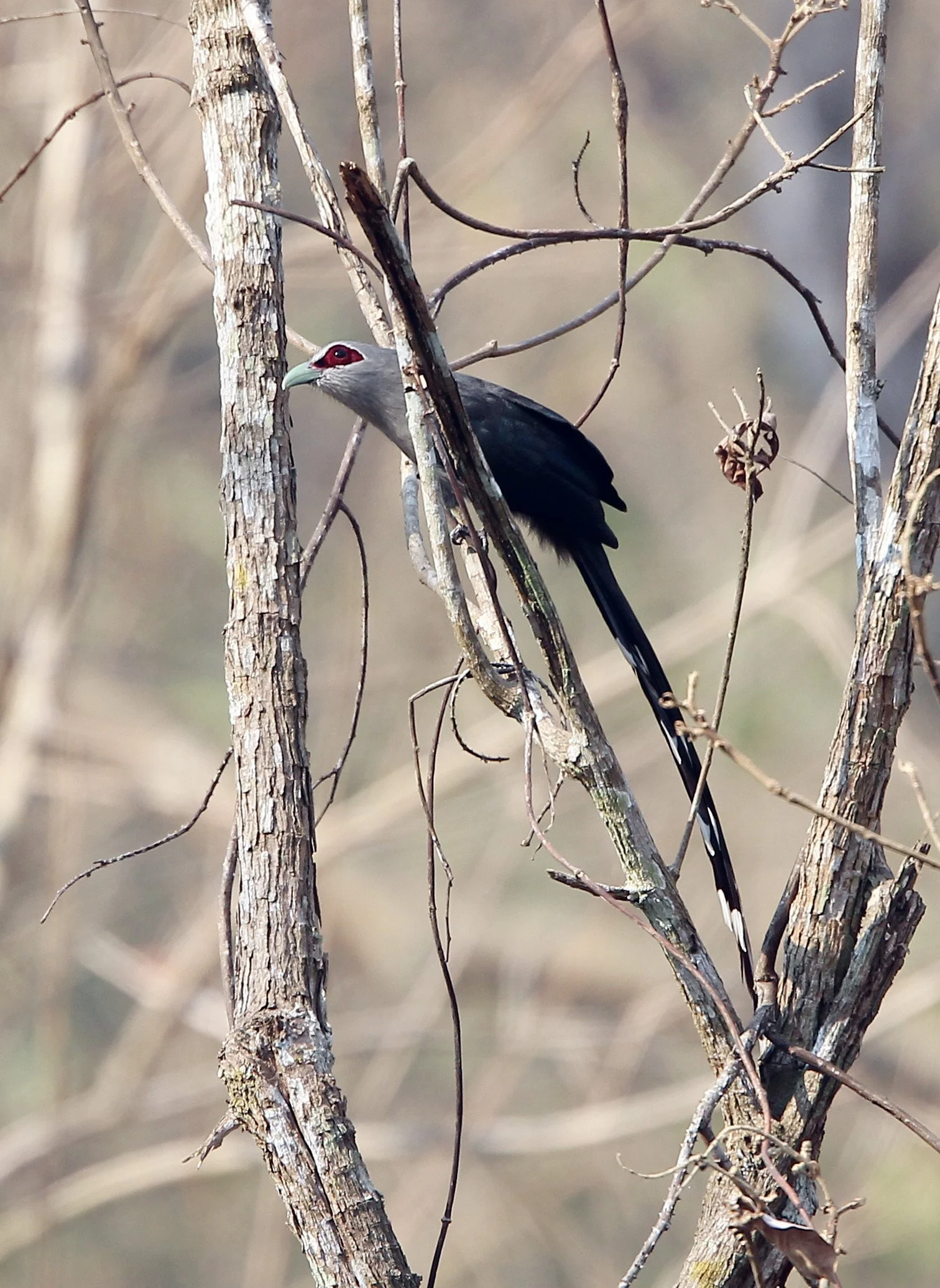 Green-billed Malkoha (Phaenicophaeus tristis) Khao Ban Dai Huai Kha Khaeng NWR Thailand (11).JPG