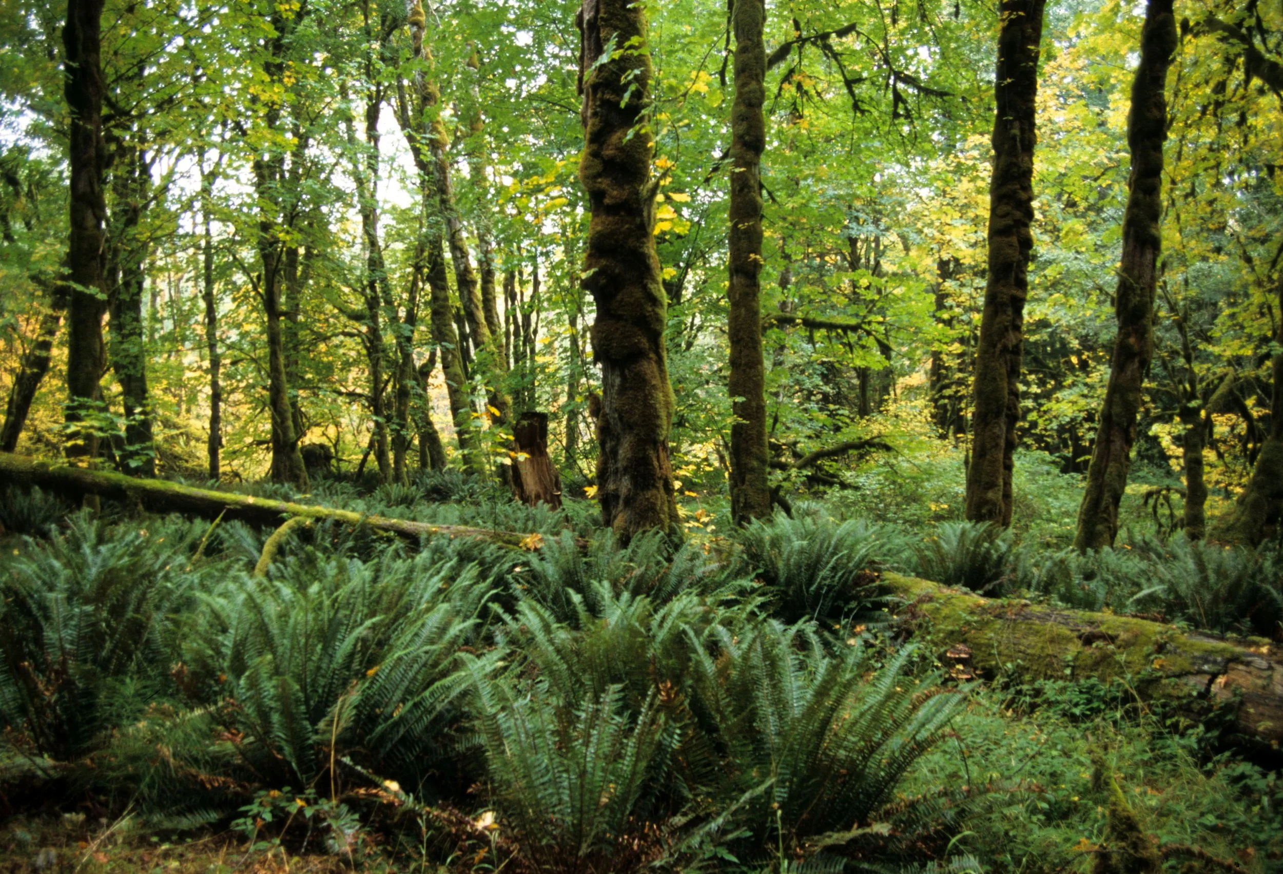 FOREST - FERN UNDERSTORY - ELK GROOMED - ELWHA VALLEY.jpg