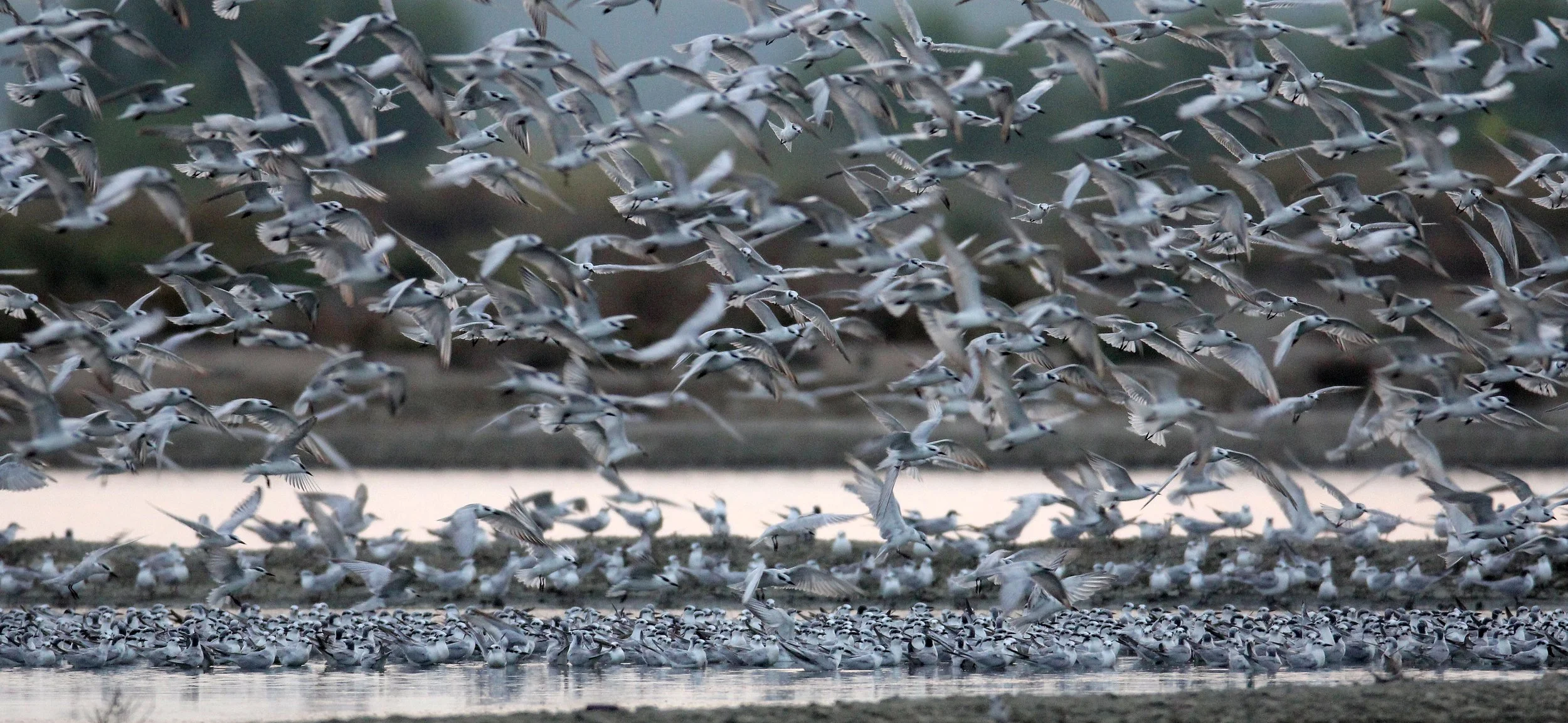 BIRD - TERN SPECIES MIXED FLOCK - WHISKERED AND LITTLE - KOK KHAM MAJACHAI  SALT PONDS - THAILAND (33).JPG