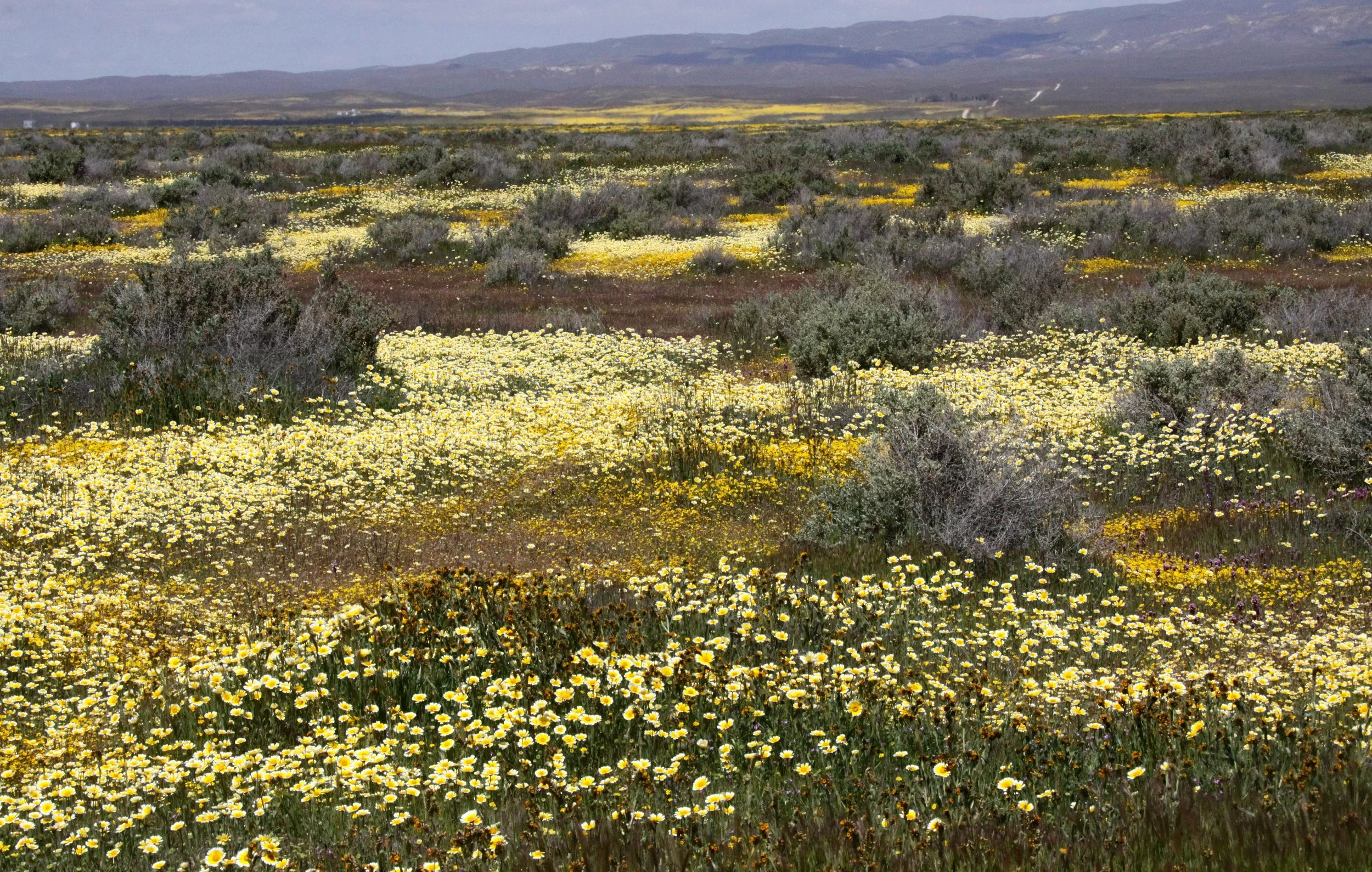 CARRIZO PLAIN NATIONAL MONUMENT - SPRING ROADTRIP 2010.JPG