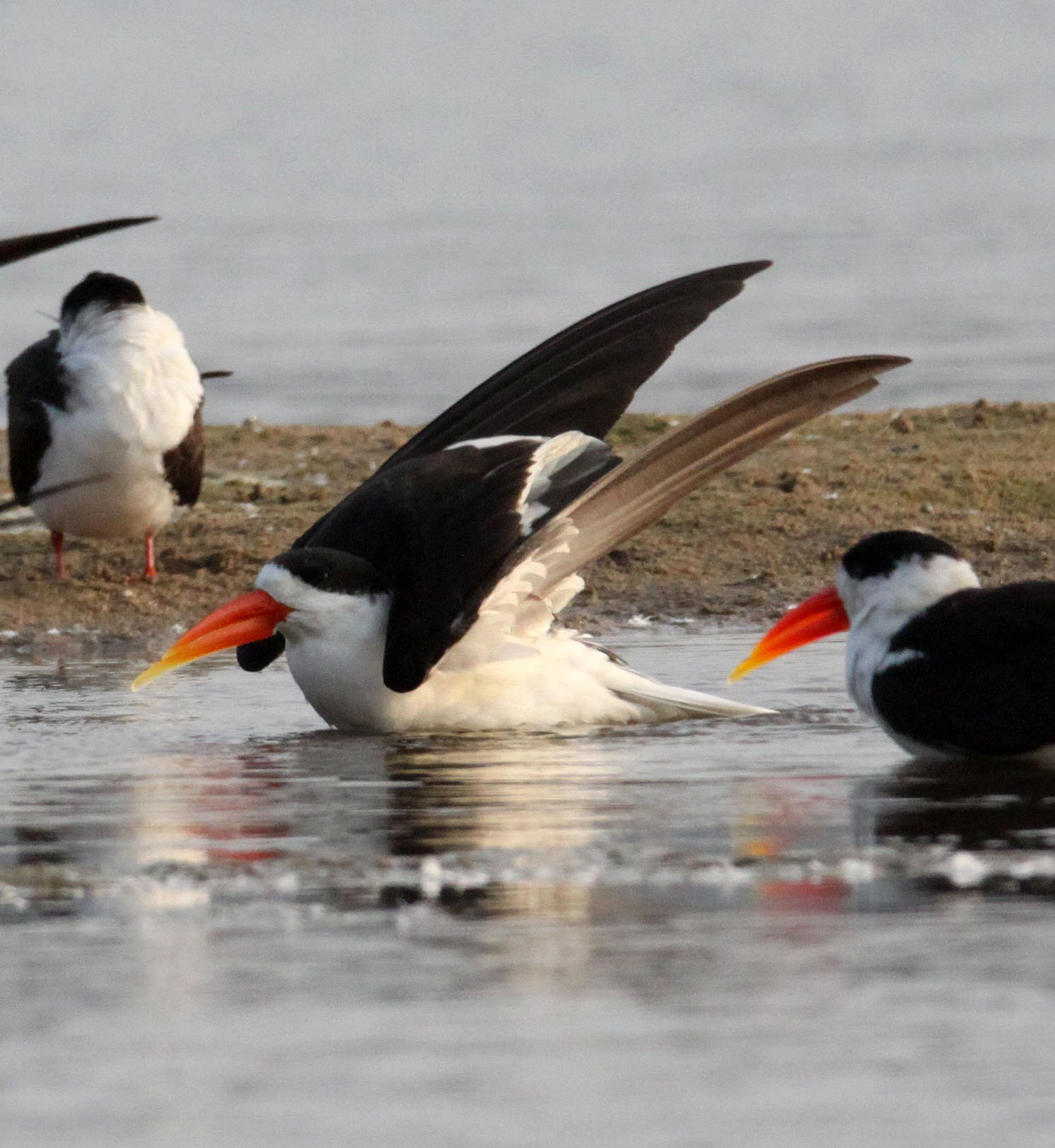 BIRD - SKIMMER - INDIAN SKIMMER - CHAMBAL SANCTUARY INDIA (48).JPG