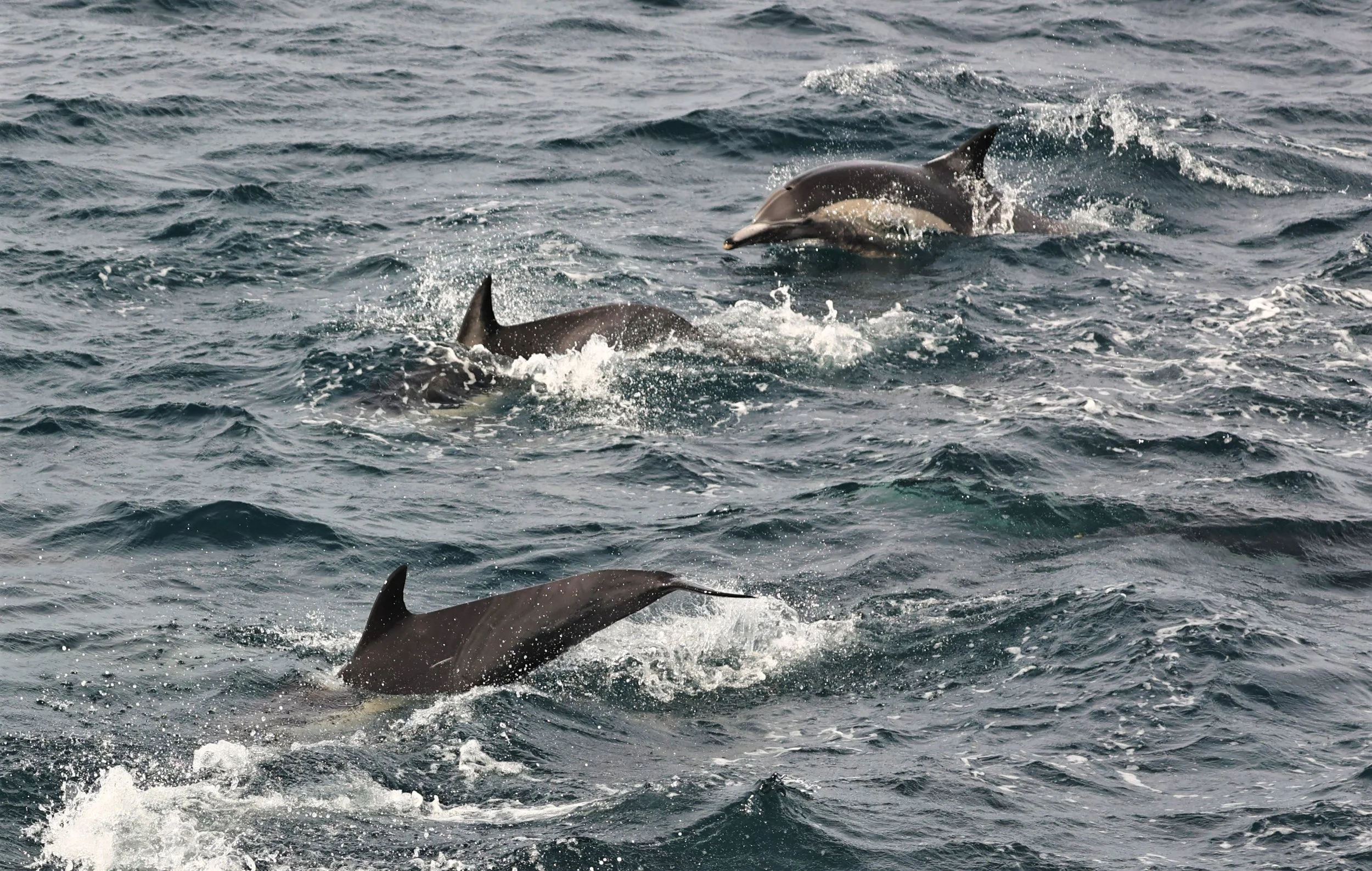 Delphinus capensis - LONG-BEAKED COMMON DOLPHIN - SANTA CRUZ ISLAND CHANNEL ISLANDS NATIONAL PARK 2022 (92).jpg
