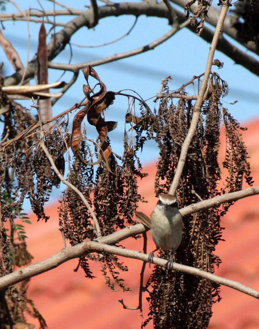 Brown Shrike (Lanius cristatus) Chiang Mai Thailand (1).JPG