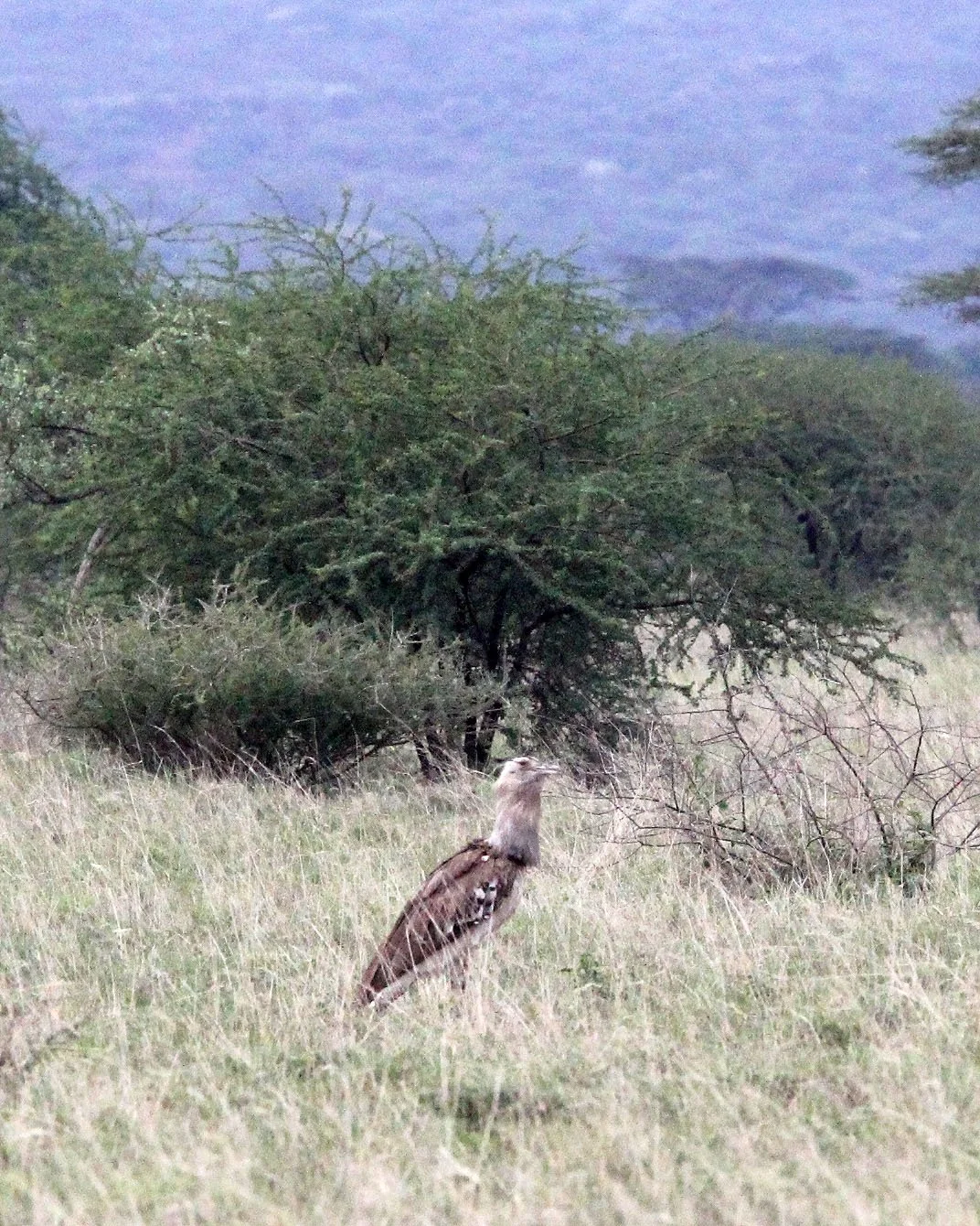 Kori bustard (Ardeotis kori) Awash NP, Ethiopia (2).JPG