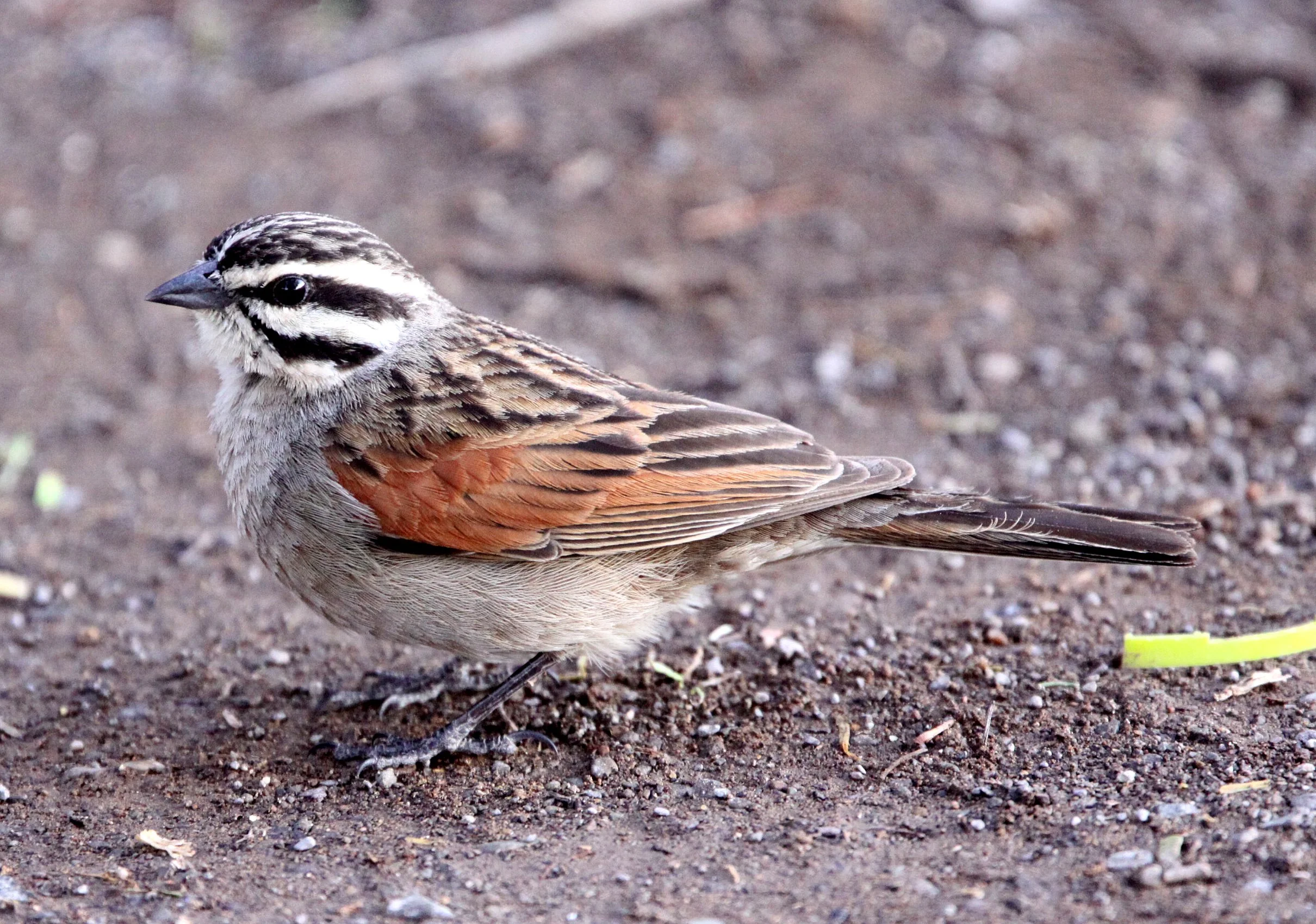 Cape Bunting (Emberiza capensis) Karoo NP South Africa
