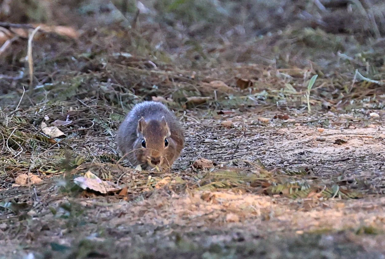 Lowland Yellow-Toothed Cavy (Galea leucoblephara) Hotel Iparoma Campestre Paraguay (40).jpg