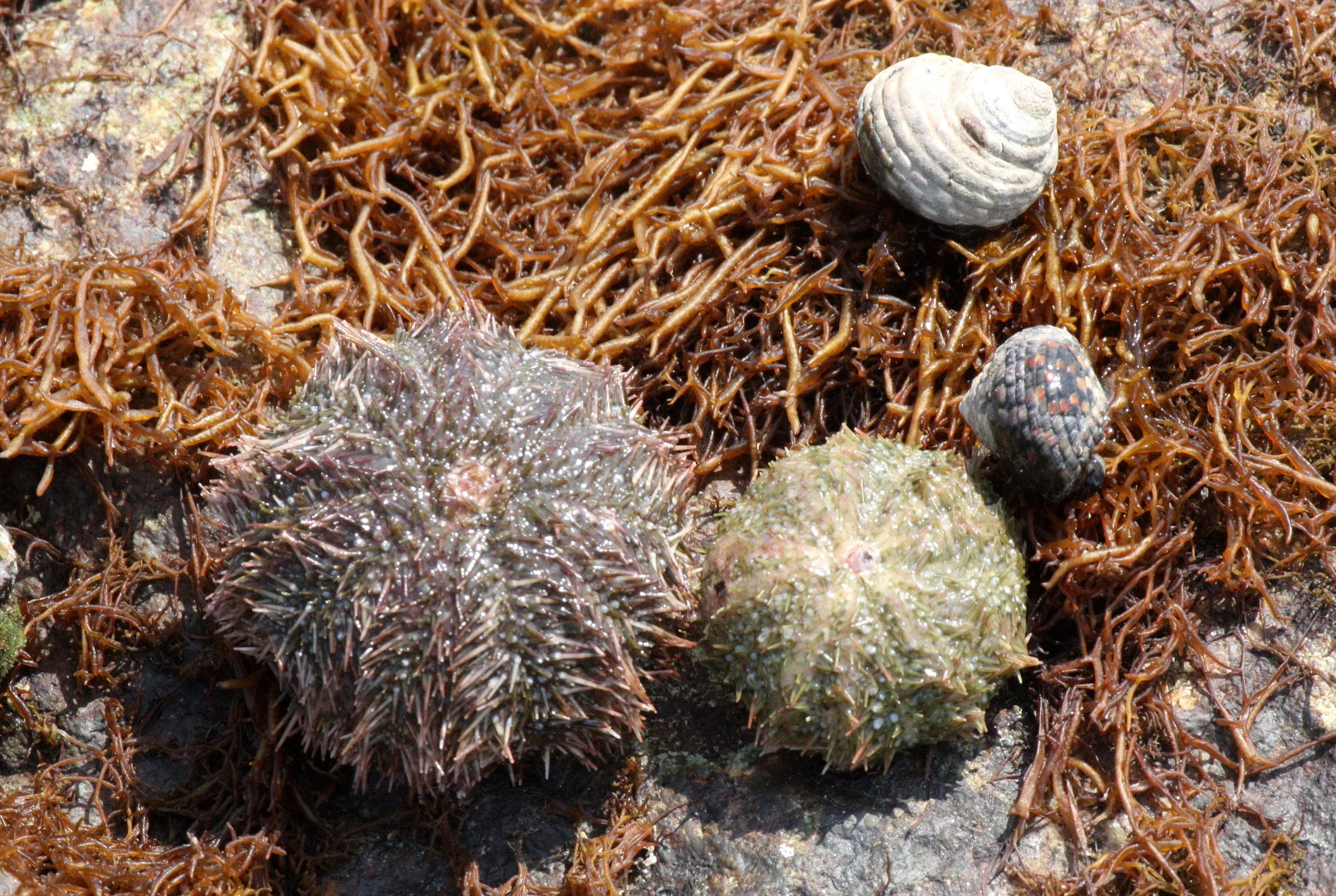 INVERT - ECHINODERM - SEA URCHINS - MUTSU HARBOR.JPG