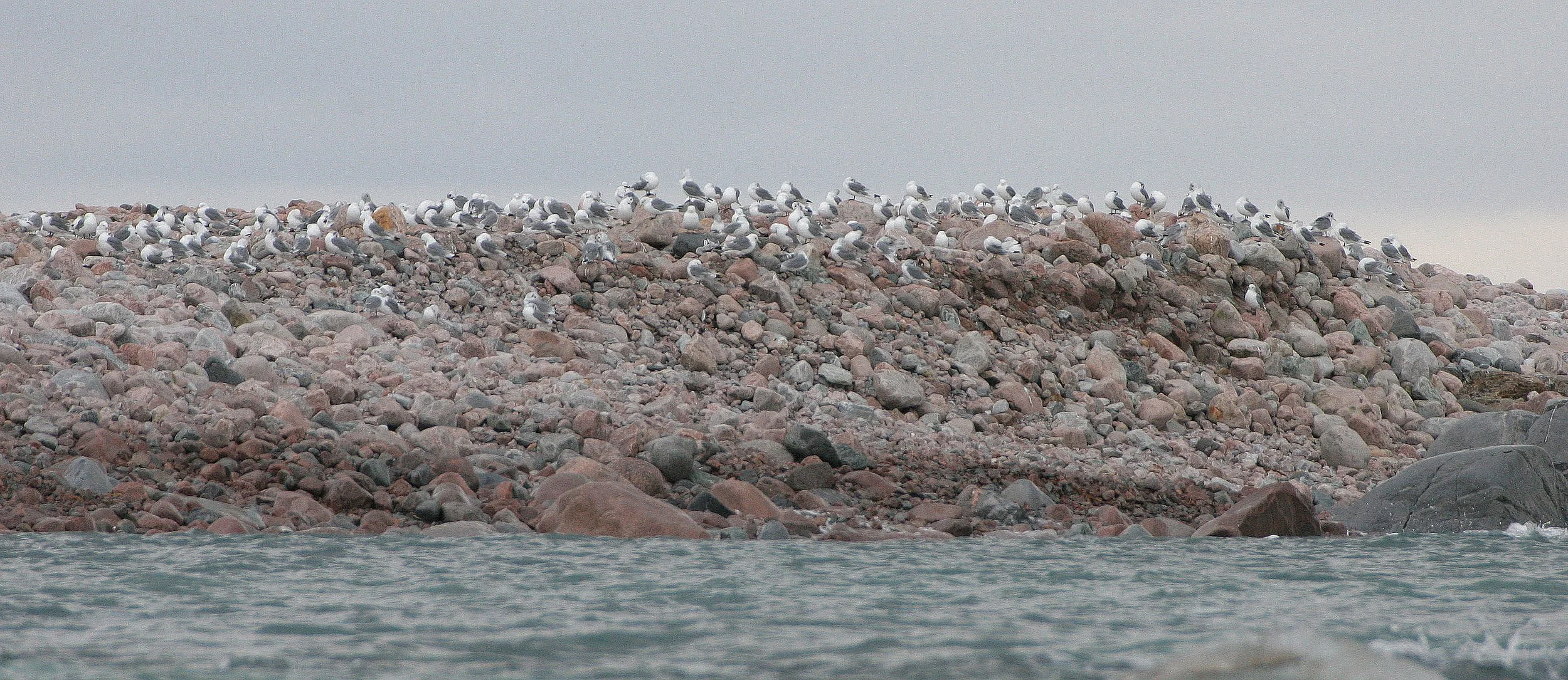 BIRD - TERN - ARCTIC TERN - SVALBARD (49).jpg
