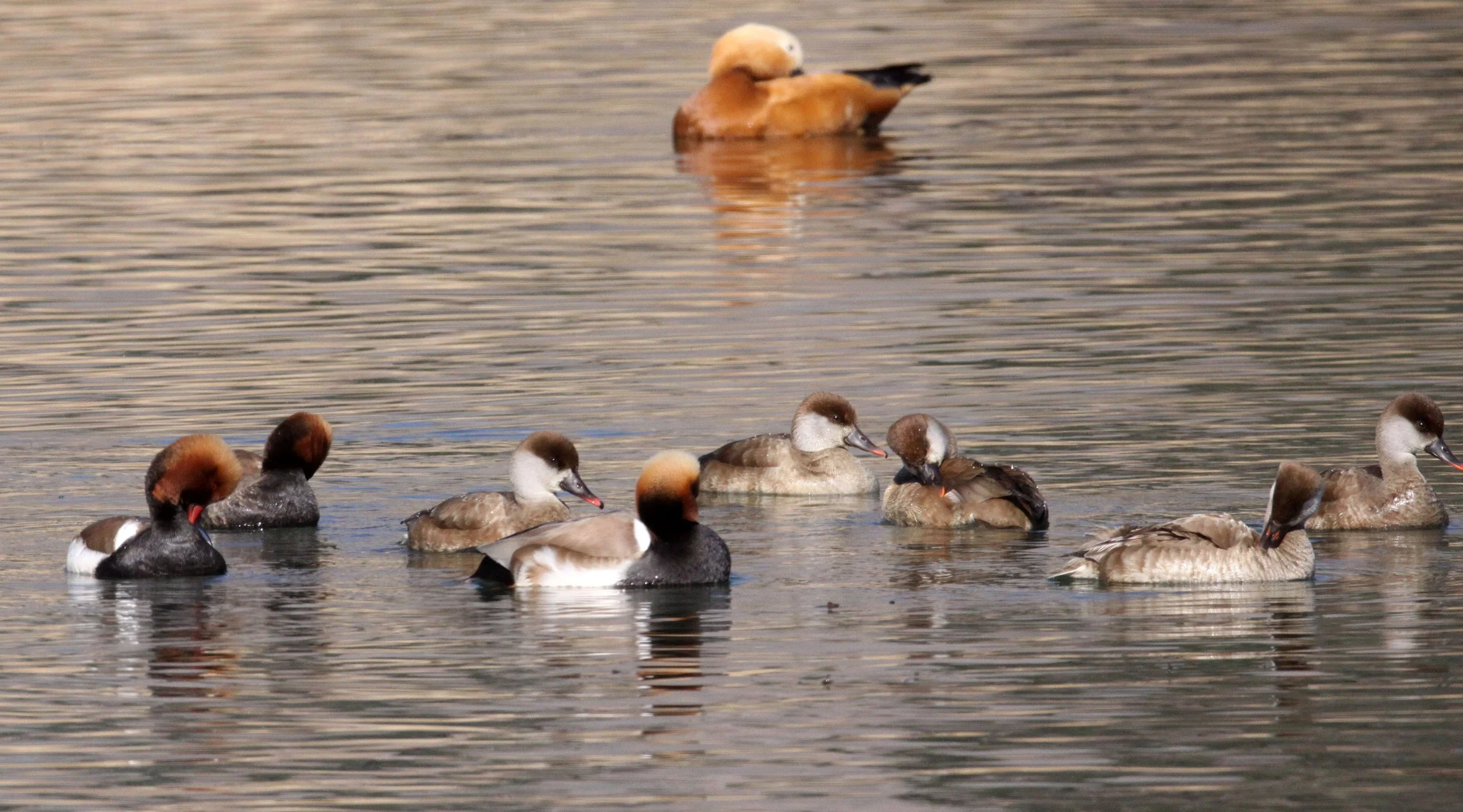 POCHARD - RED-CRESTED POCHARD - Netta rufina - CAO HAI WETLANDS PARK NEAR LIJIANG YUNNAN CHINA (65).JPG