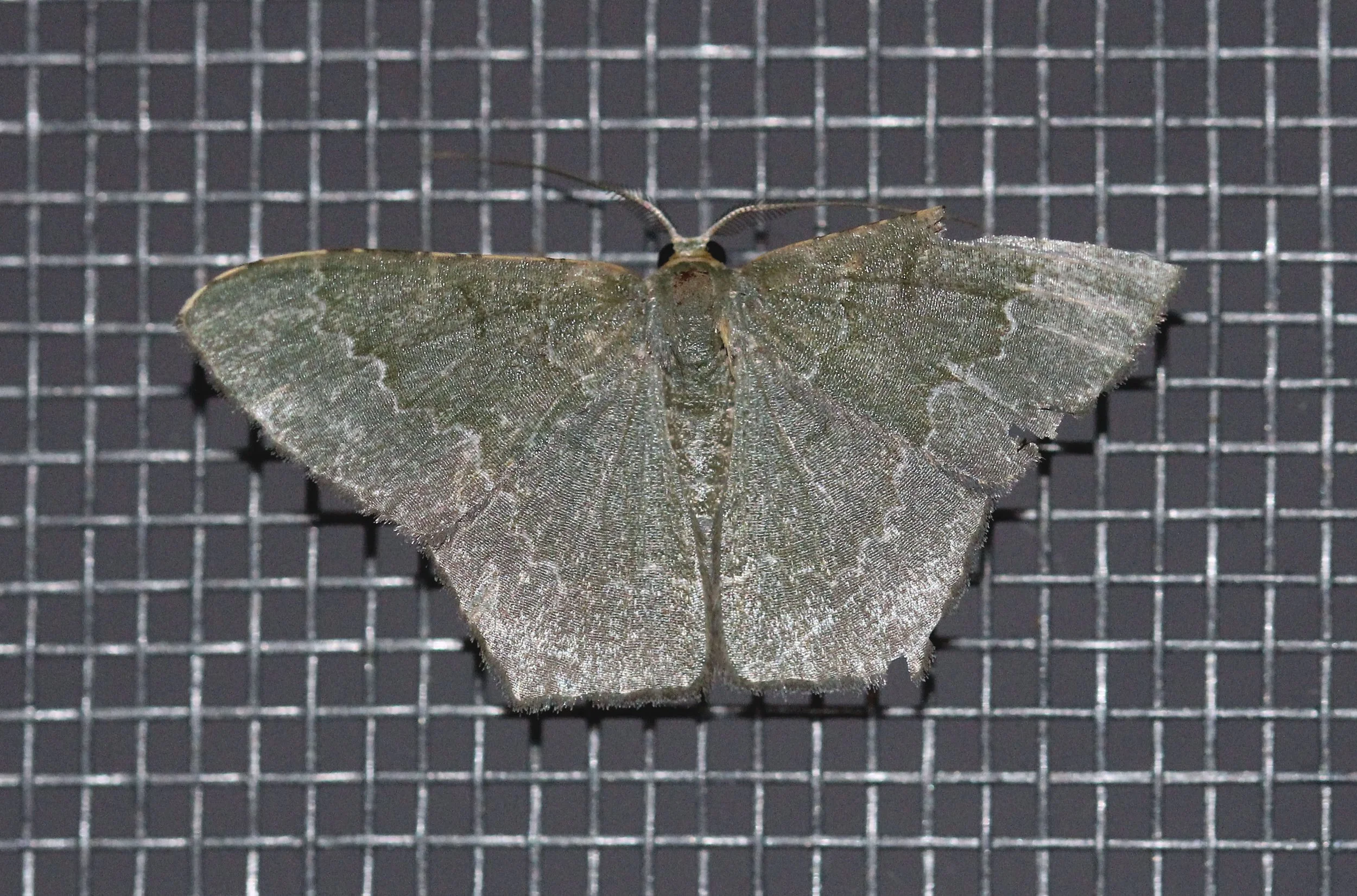 Geometridae - Maxates marculenta - Koh Lanta, Thailand