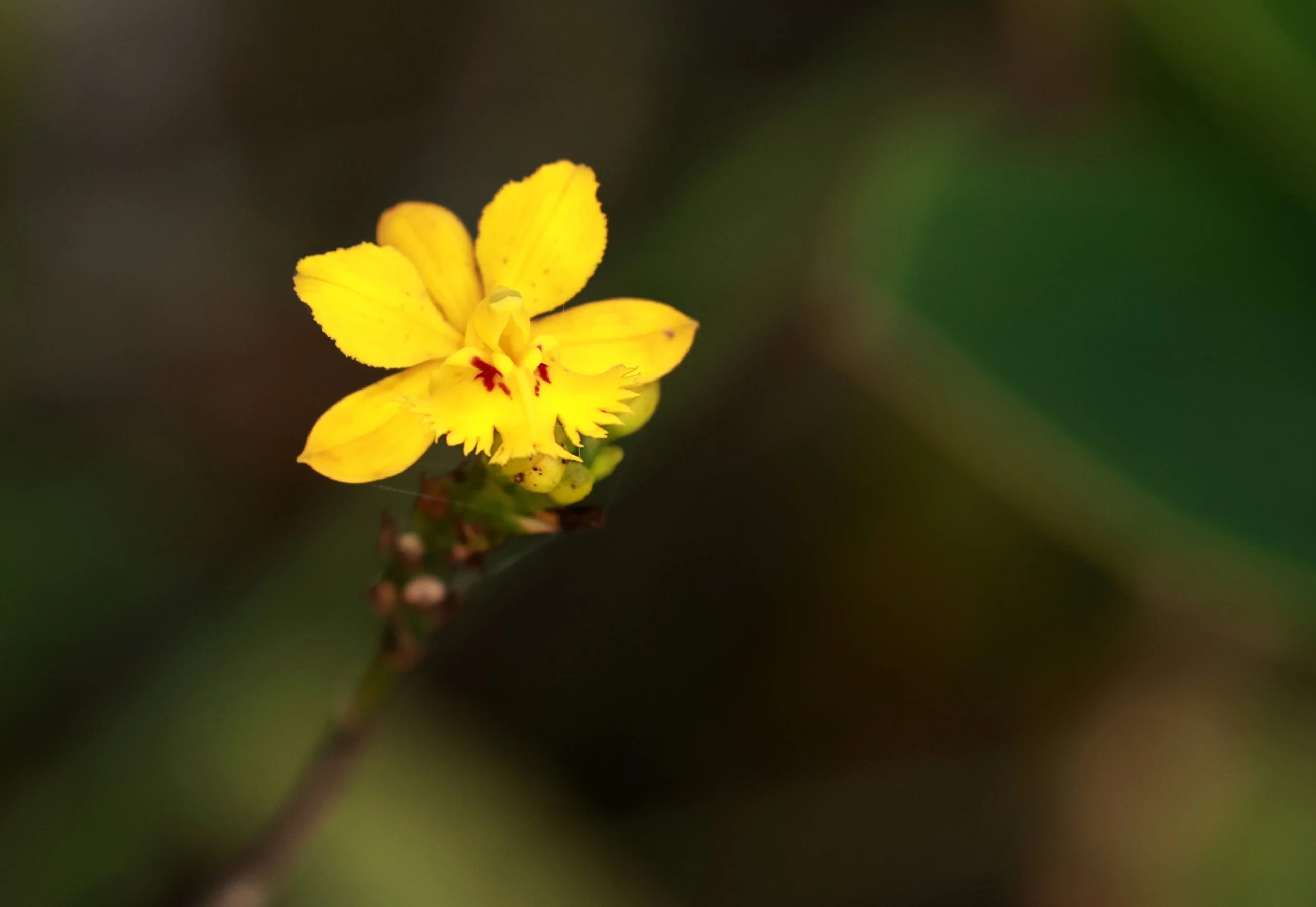 Orchidaceae species - Superagüi National Park, Brazil (3).jpg