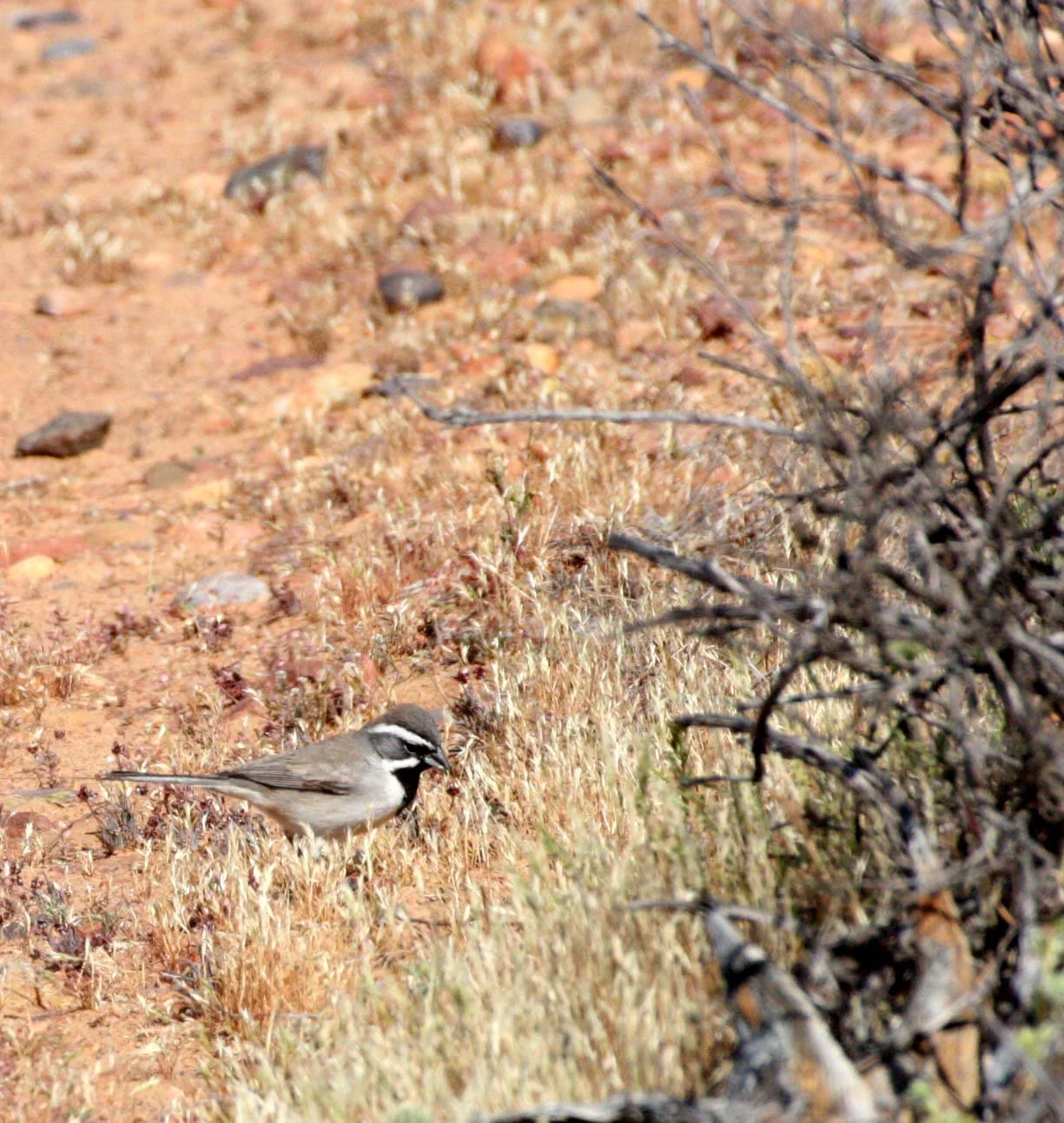 Black-throated Sparrow (Amphispiza bilineata) Catavina Desert Baja Mexico (14).JPG