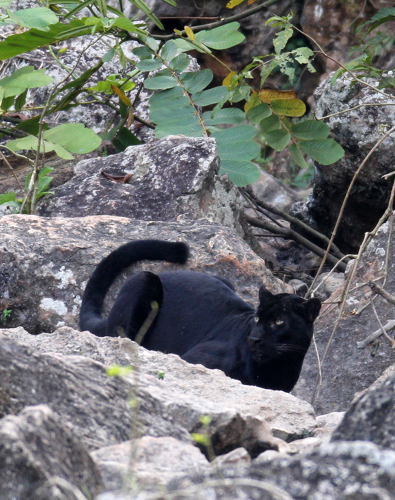 Panthera pardus delacouri - INDOCHINESE LEOPARD - MELANISTIC FORM - HUAI KHA KHAENG - KAPOK KAPIEN STATION & MINERAL LICK - THAI (244).JPG