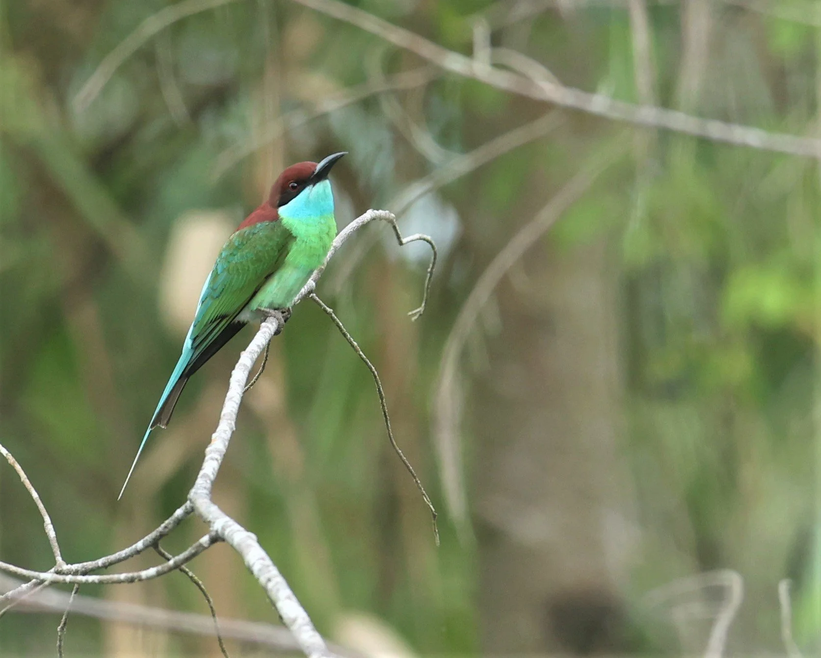 BEE-EATER - BLUE-THROATED BEE-EATER - Merops viridis - PAK PHAYUN DISTRICT, PATTHALUNG APRIL 2022 (34).jpg