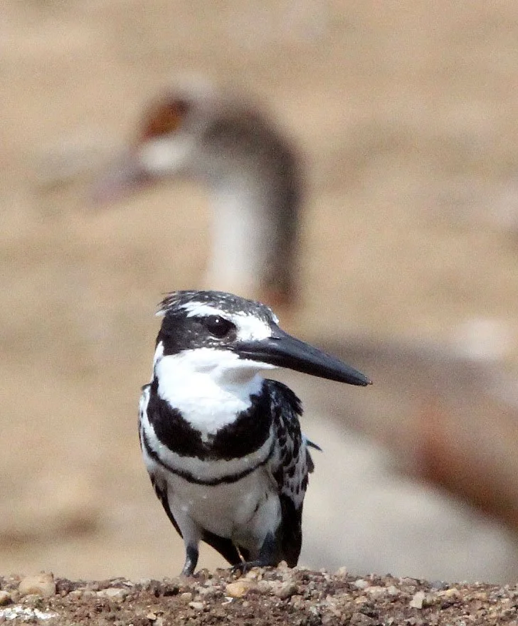Ceryle rudis - PIED KINGFISHER - QUEEN ELIZABETH NATIONAL PARK UGANDA (10).JPG