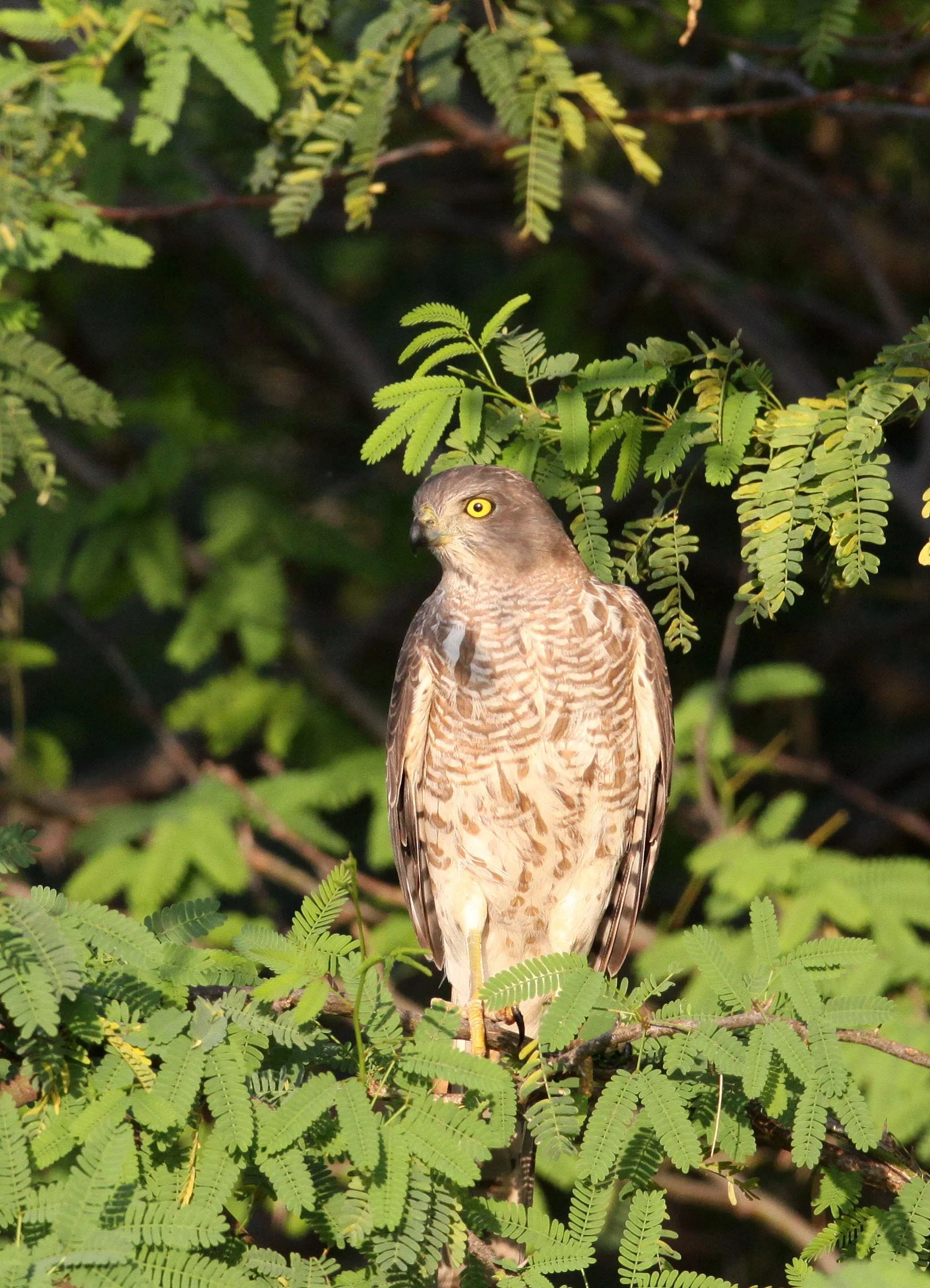 BIRD - SHIKRA - LITTLE RANN OF KUTCH GUJARAT INDIA (15).JPG