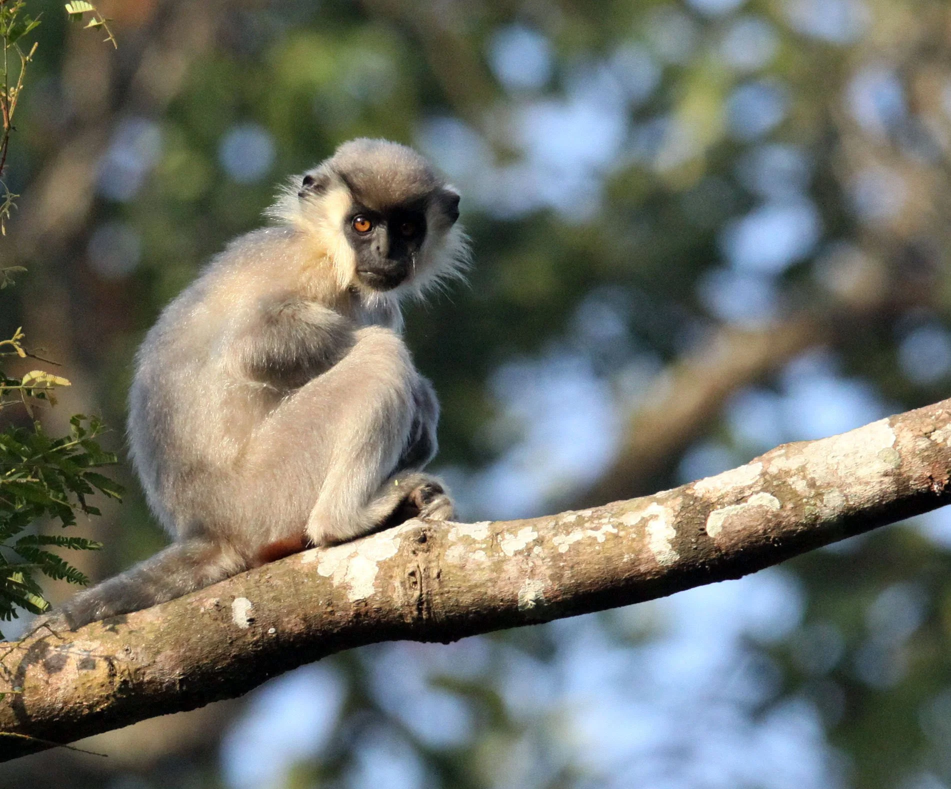 CERCOPITHECIDAE - Trachypithecus pileatus tenebricus - TENEBROUS CAPPED LANGUR - KAZIRANGA NATIONAL PARK ASSAM INDIA (31).JPG