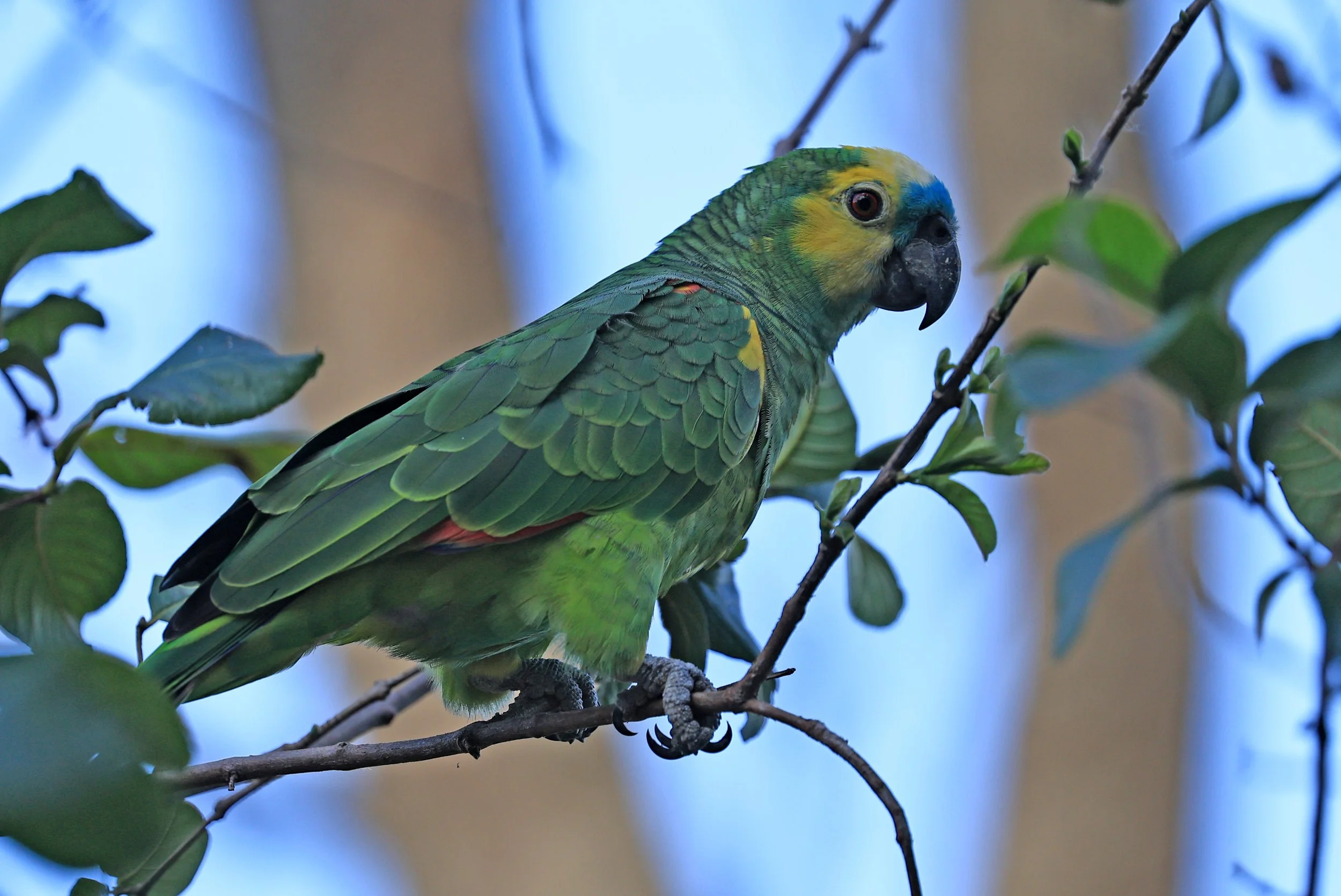 Blue-fronted Amazon (Amazona aestiva) Estancia Campo'í Paraguay (11).jpg