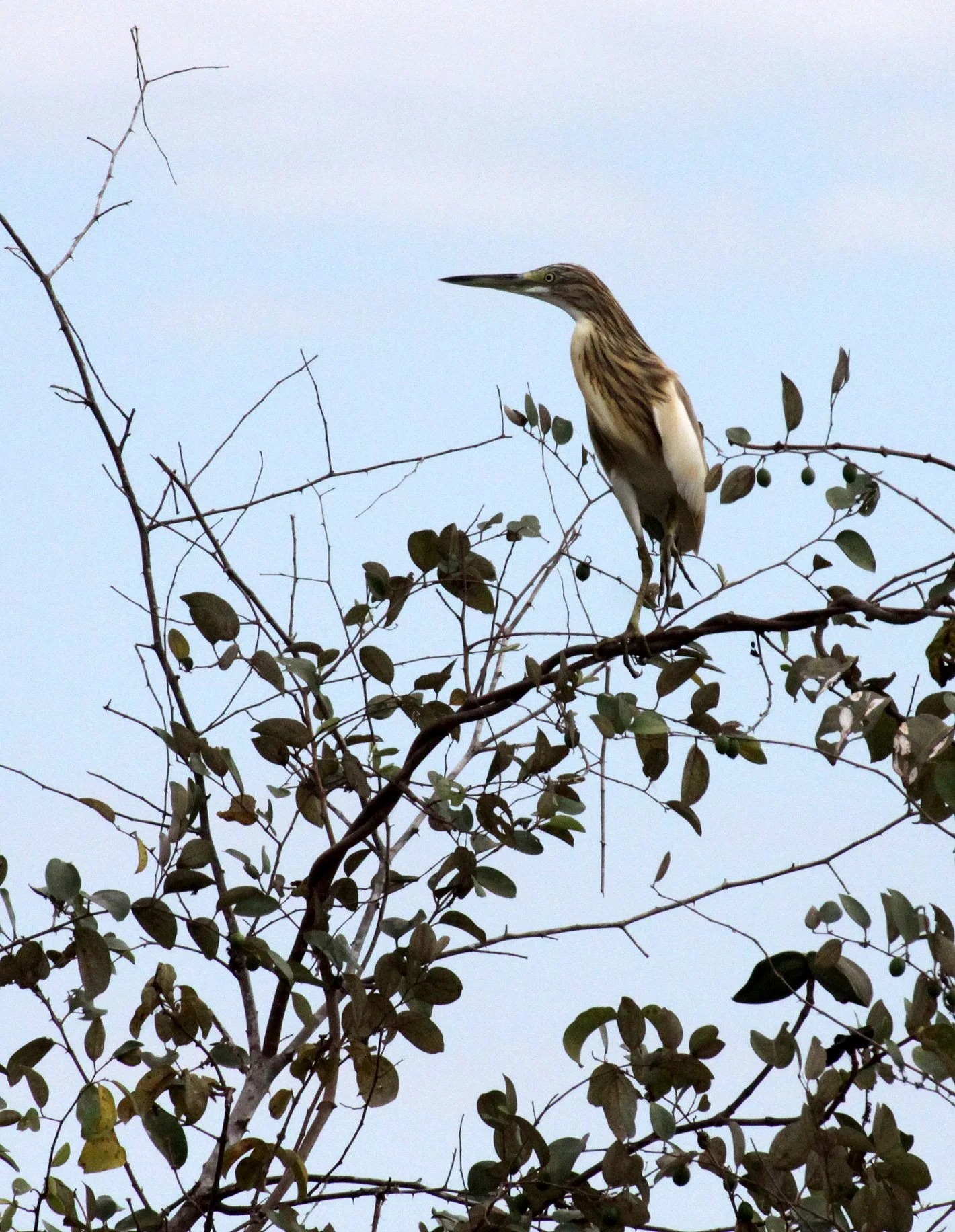 HERON - MADAGASCAR SQUACCO HERON - Ardeola idae - KIRINDY NATIONAL PARK - MADAGASCAR (9).JPG