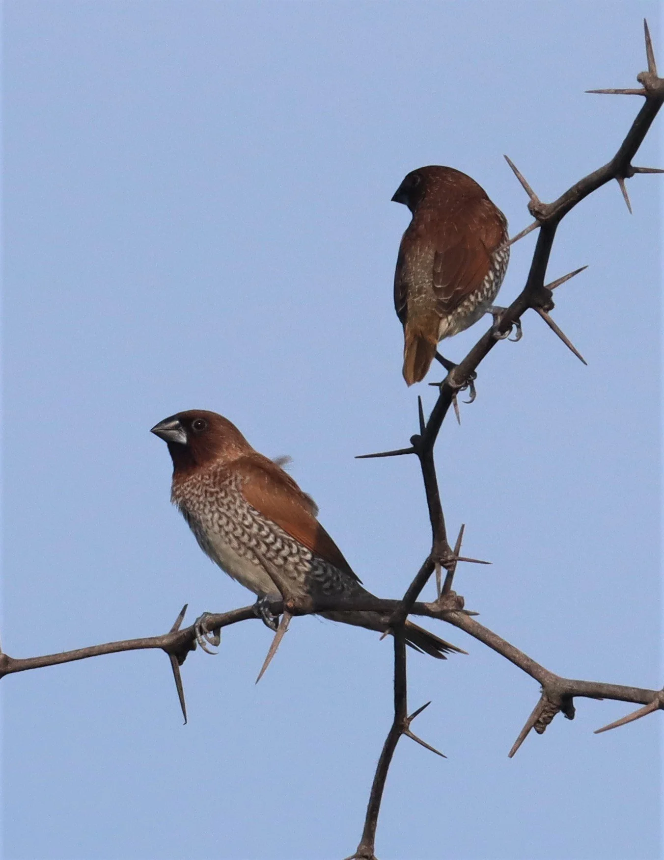 MUNIA - SCALY-BREASTED MUNIA - Lonchura punctulata - LAEM PAK BIA PETBURI (3).jpg