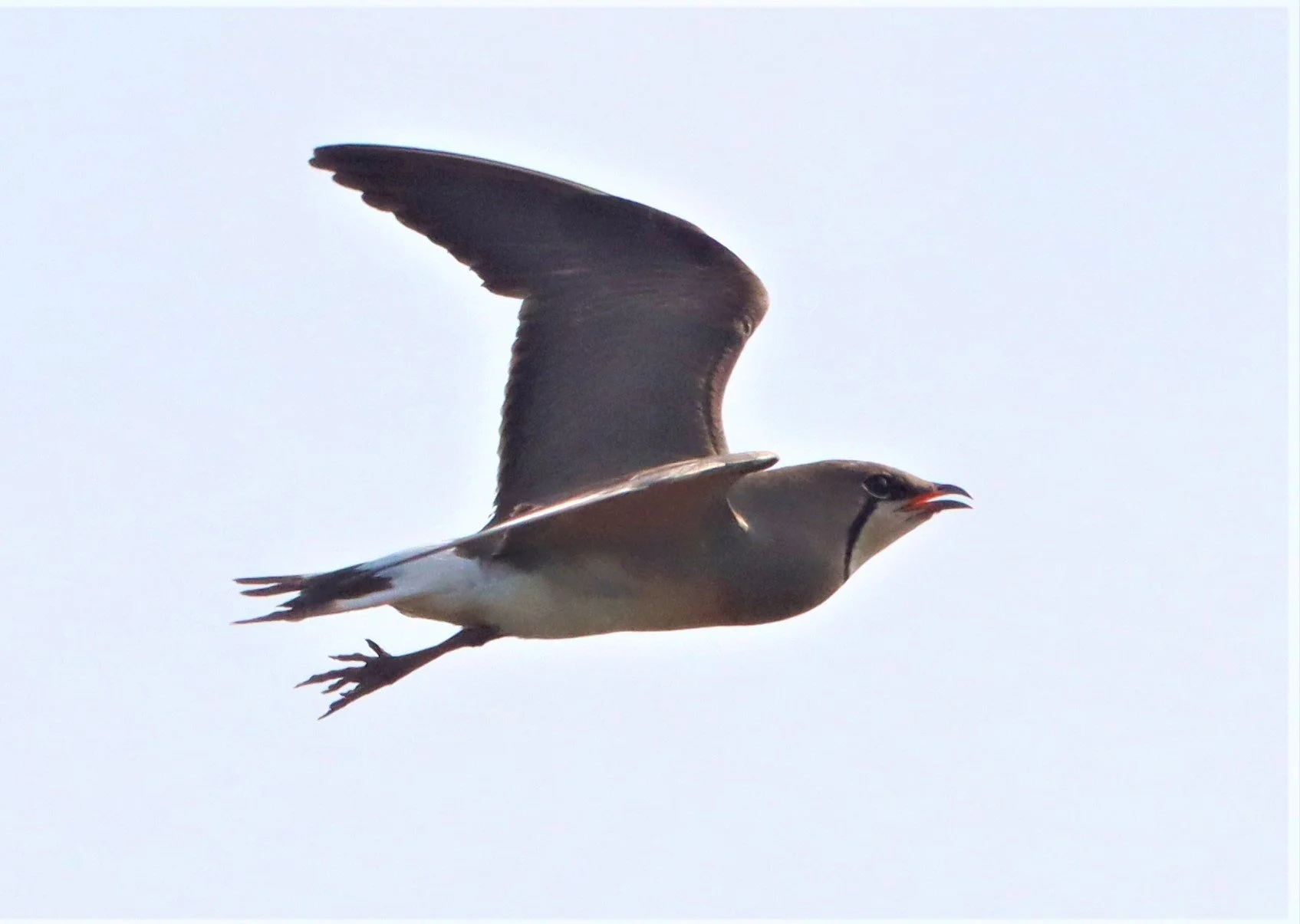 PRATINCOLE - ORIENTAL PRATINCOLE - Glaveola maldivarum -  PATHUM THANI RICE RESEARCH CENTER (38).jpg
