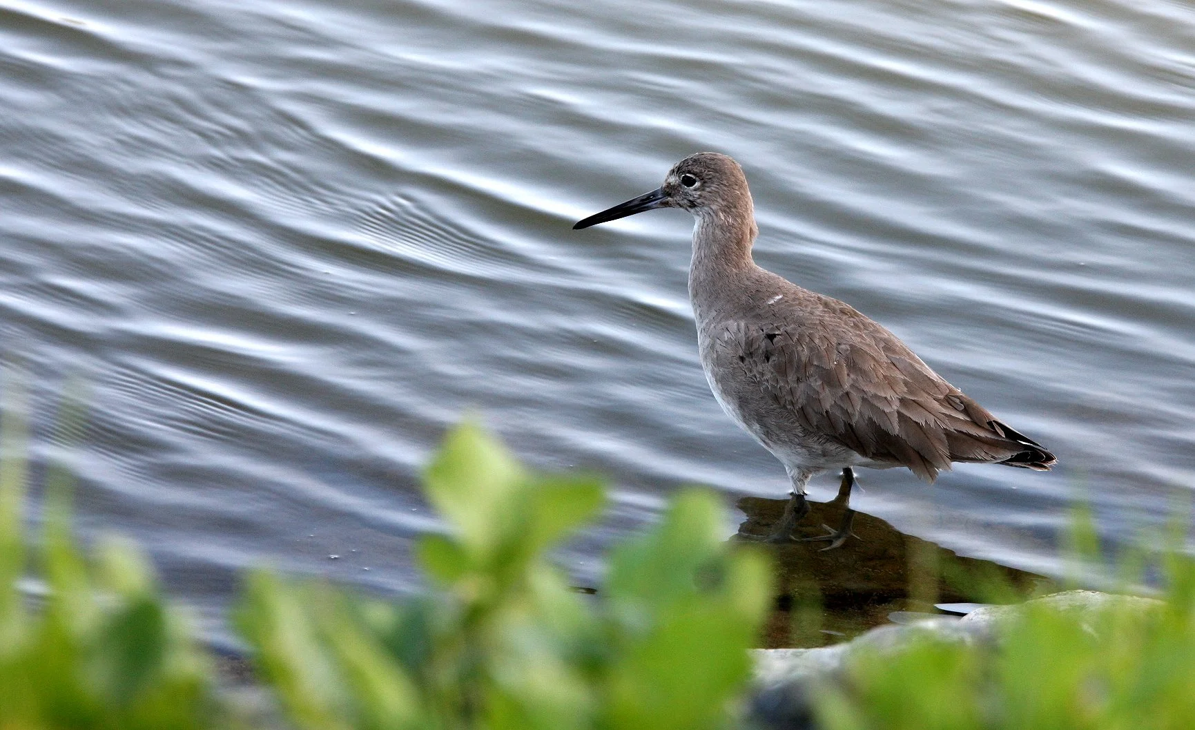BIRD - WILLET - ARCATA MARSH CALIFORNIA.JPG
